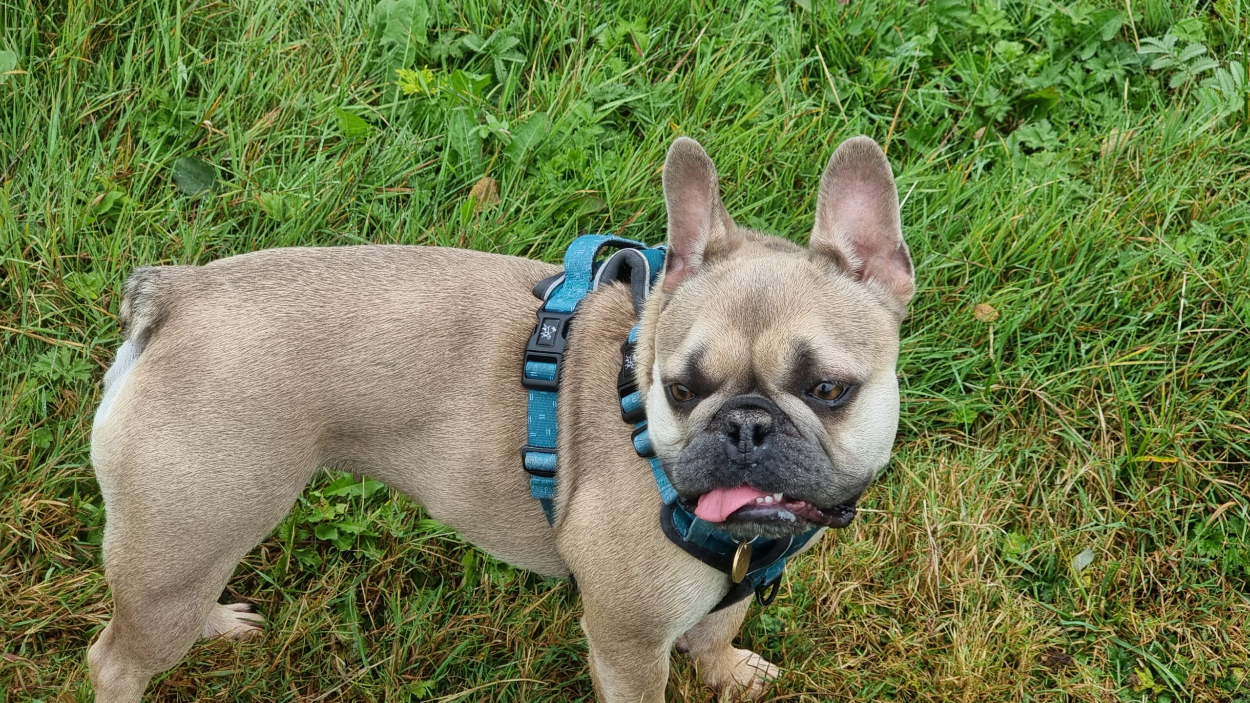 Full image of A French Bulldog, her tongue slightly out, stares into the distance across a grassy field.