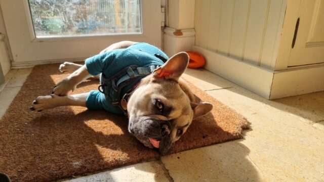 A French Bulldog wearing a teal jumper lies on her side on a doormat, in a sunbeam. Her tongue is sticking out slightly.