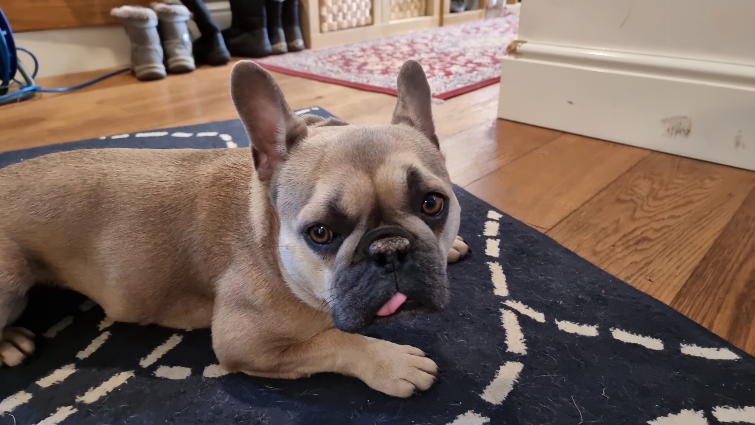 Full image of A French Bulldog lies on a rug, facing the camera with her tongue sticking out. Her expression makes it look like one eyebrow is raised.
