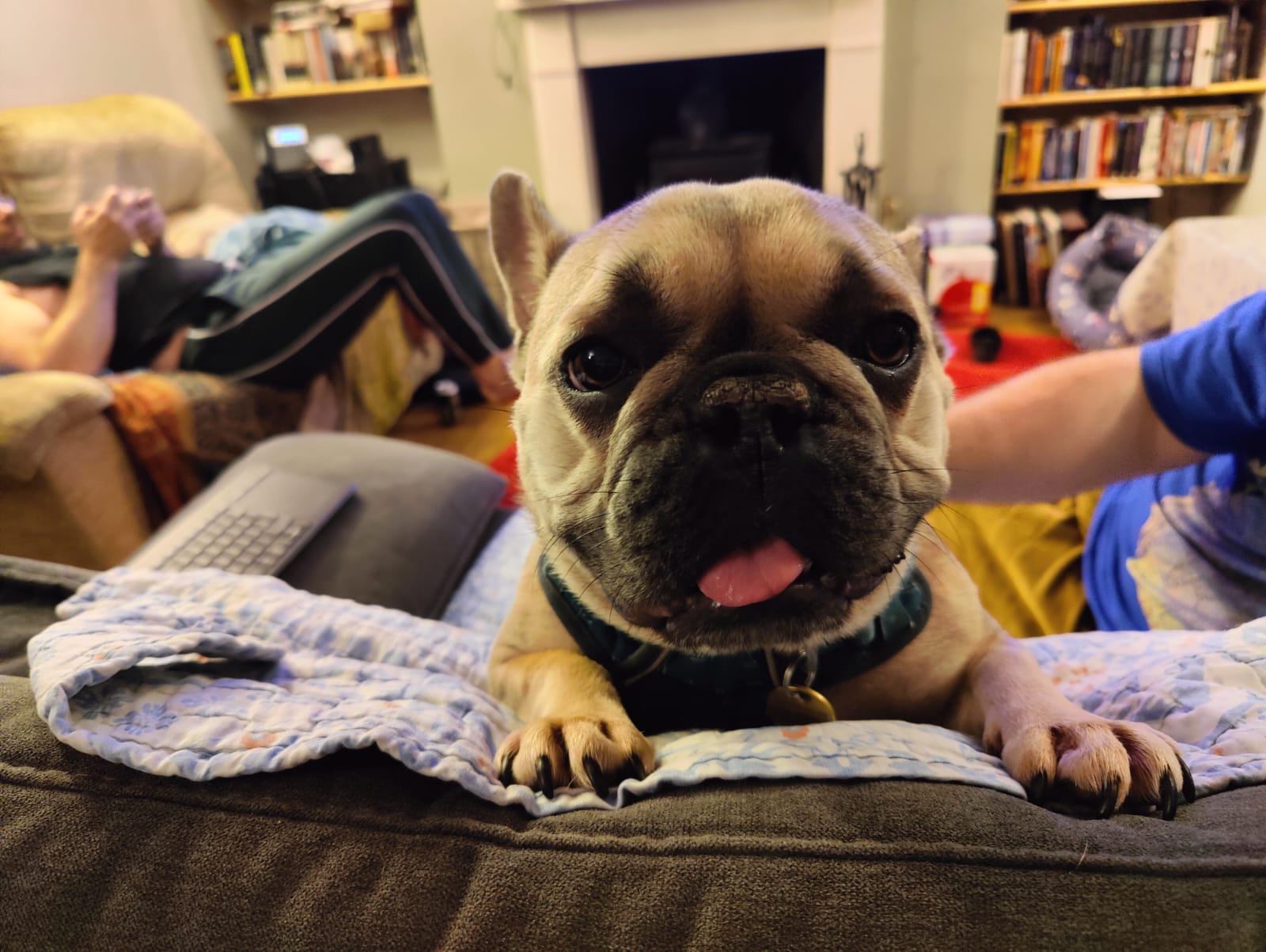 Full image of A happy-looking French Bulldog peeps over the back of the sofa on which she stands, her tongue slightly out.