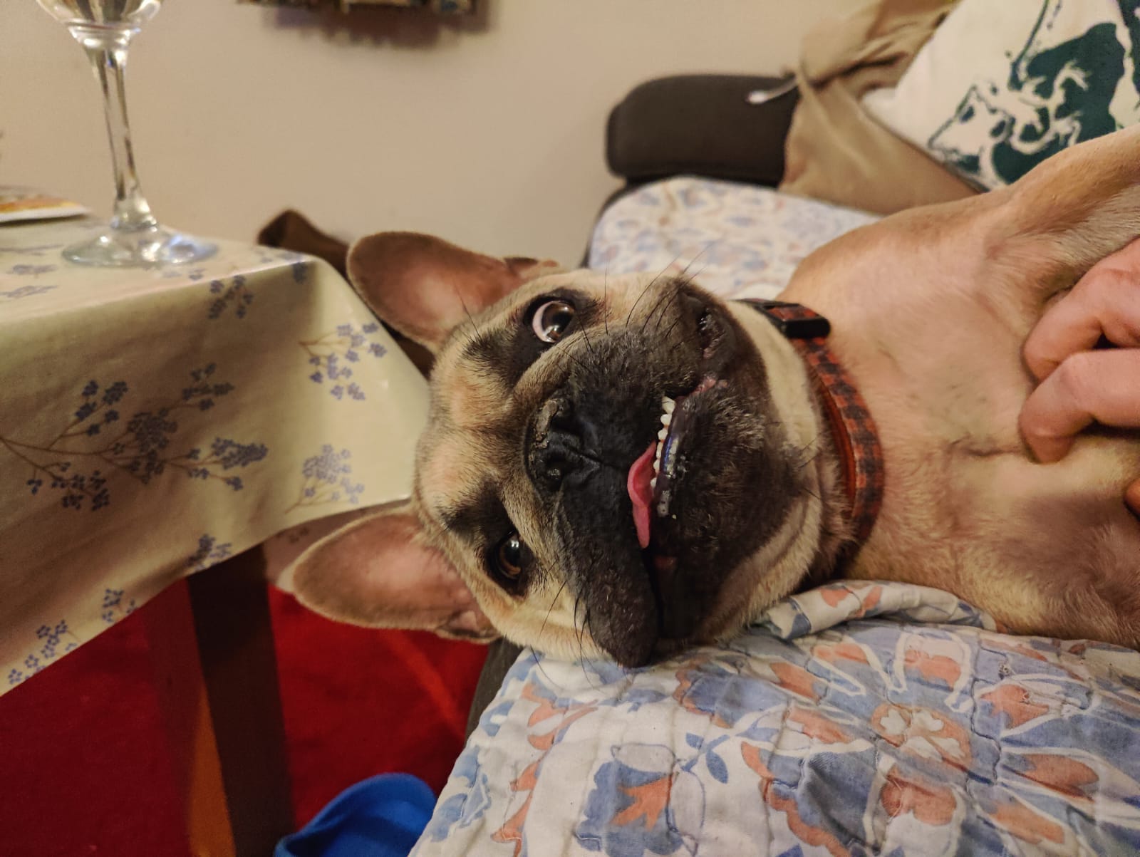Full image of A French Bulldog lying on her side on a sofa, her tongue slightly out, enjoying a tummy scritch.