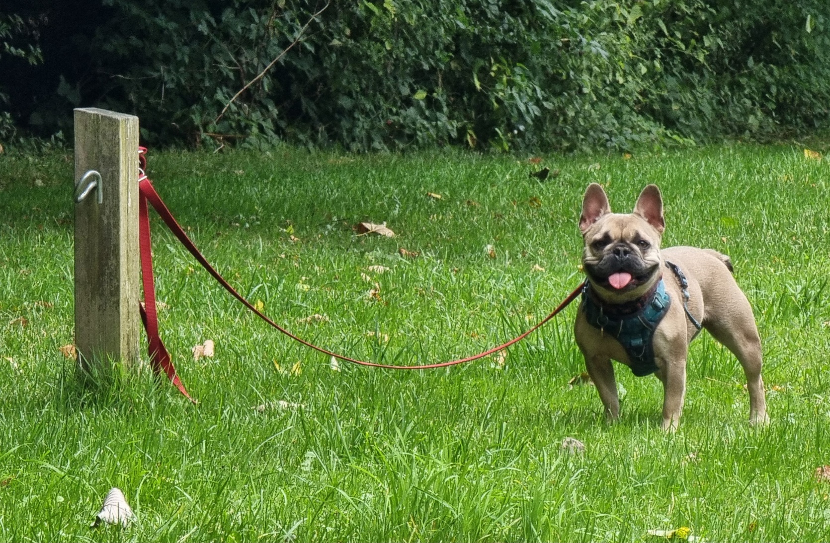 Full image of French Bulldog, tongue sticking out, with her lead tied to a wooden stake on green grass littered with the very first of the season's fallen leaves.