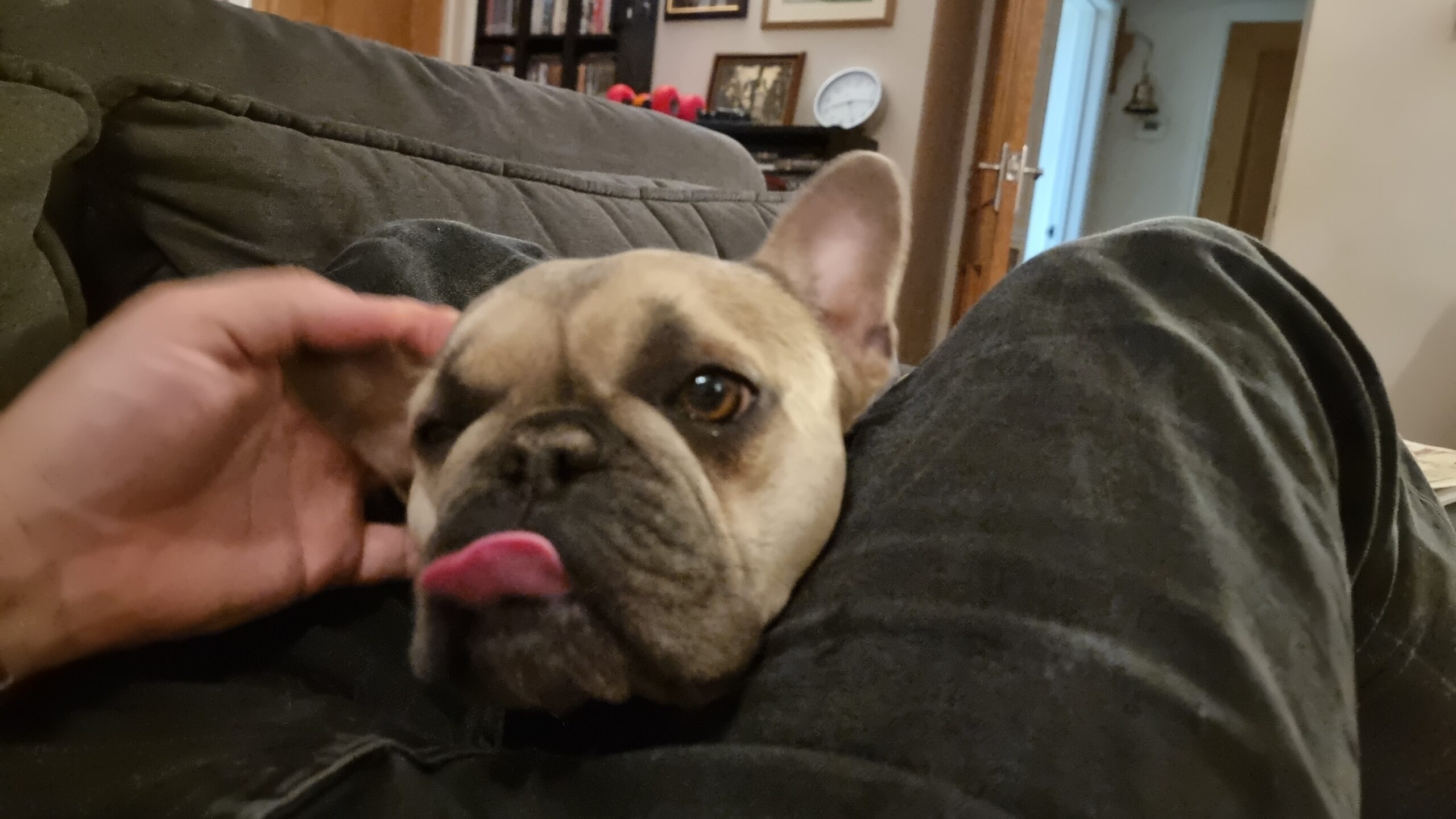 Full image of A French Bulldog, her tongue sticking out and to the side, pokes her head between the knees of a person lying on a sofa in order to receive a scritch behind the ear.