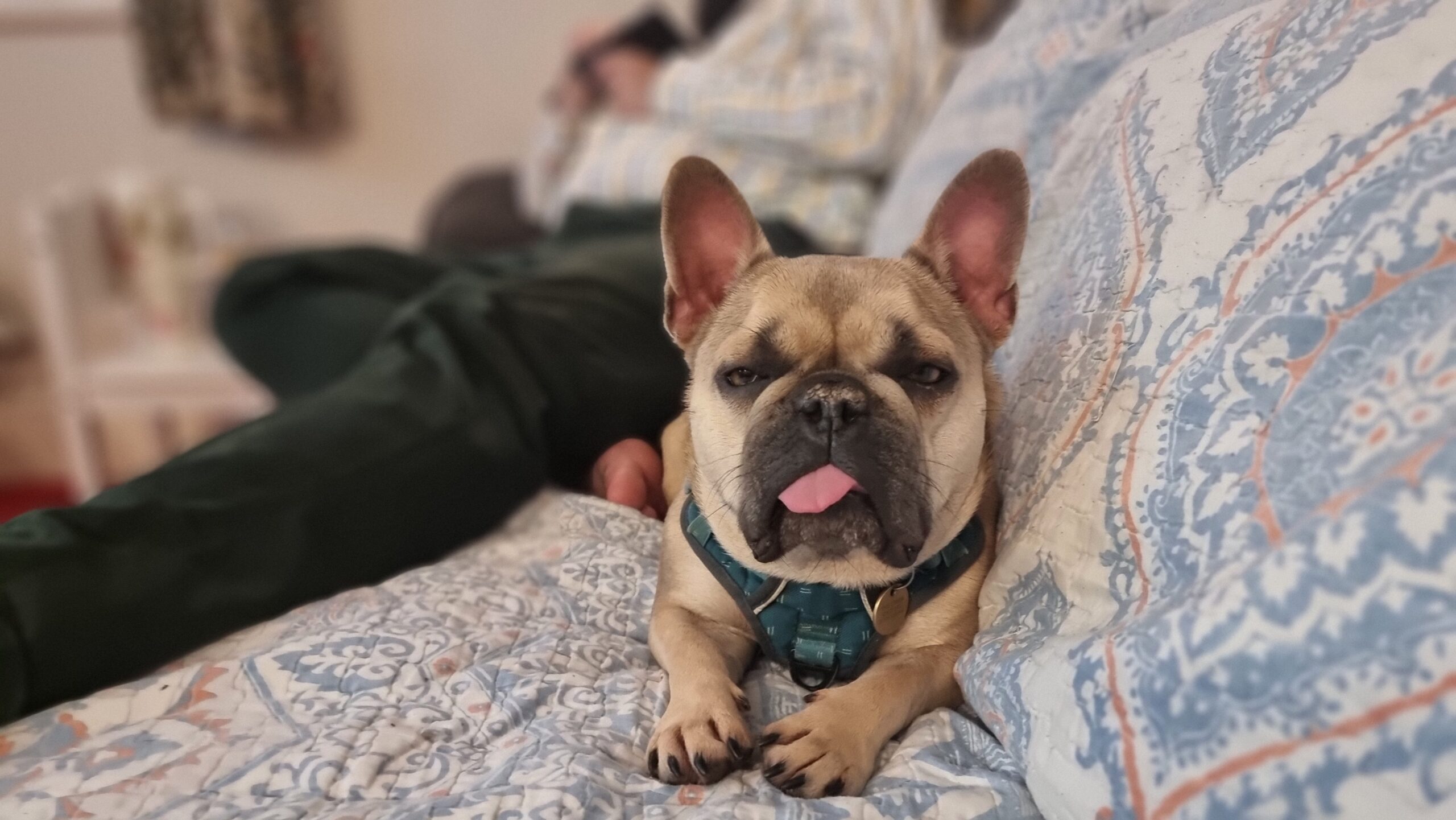 Full image of A French Bulldog lies on a patterned sofa with her tongue sticking-out. A human is in the background.