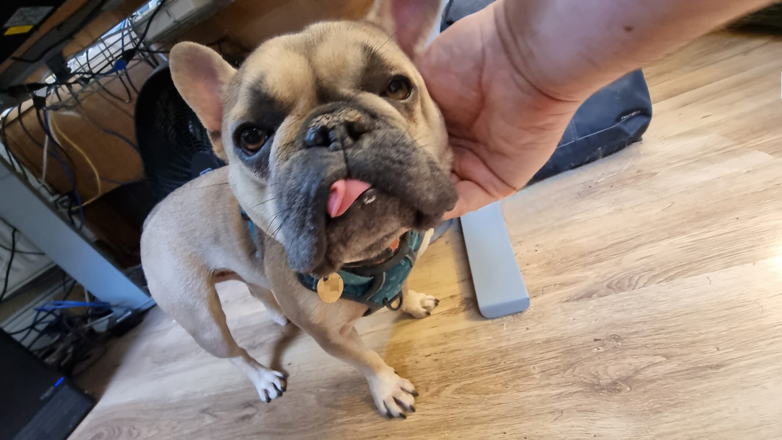 Full image of A French Bulldog, her tongue sticking out and folded over itself by her underbite, stands under a desk while a hand pets her neck.