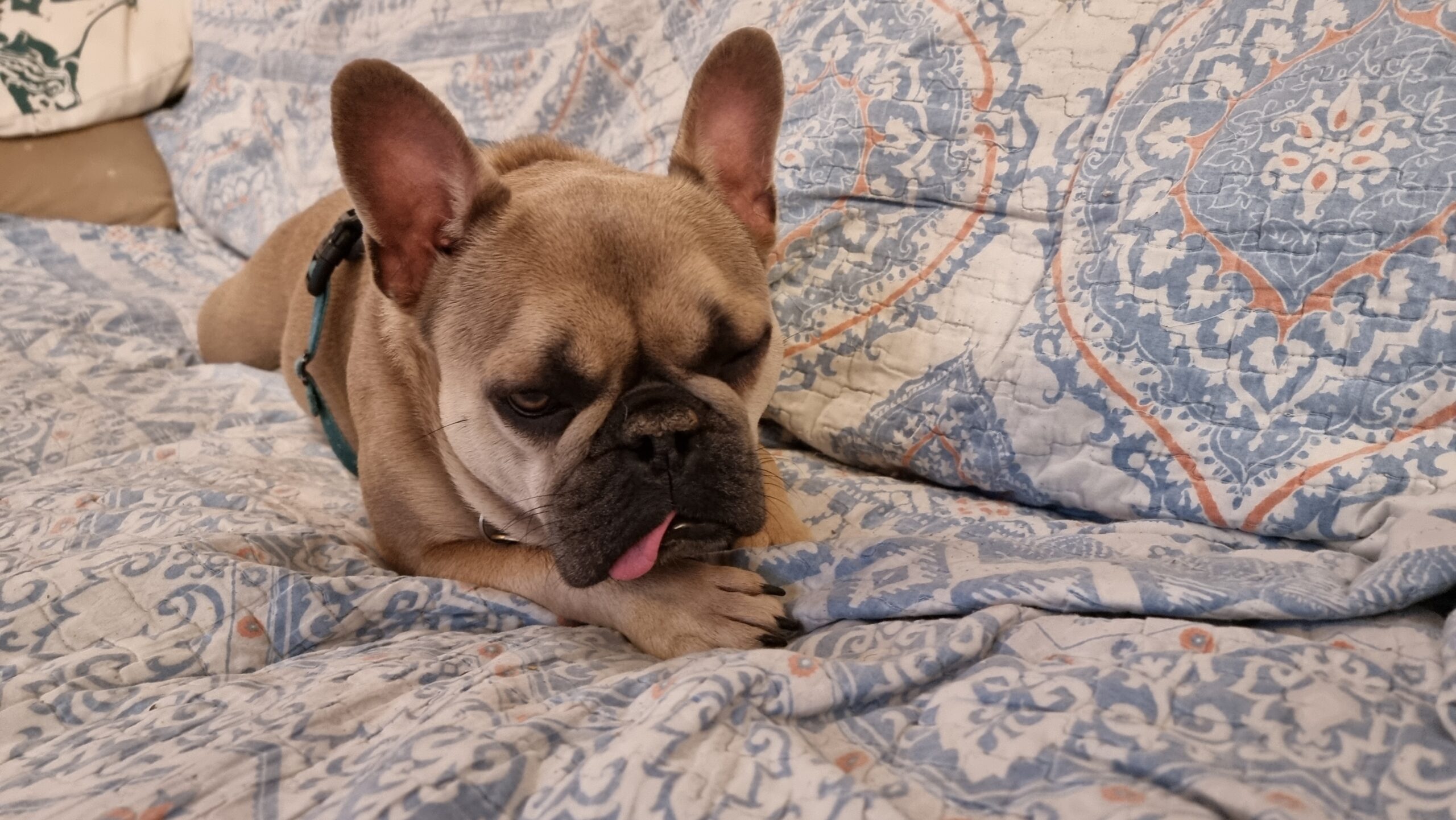 Full image of A sleepy-looking French Bulldog lies on a throw, her tongue out the side of her mouth.