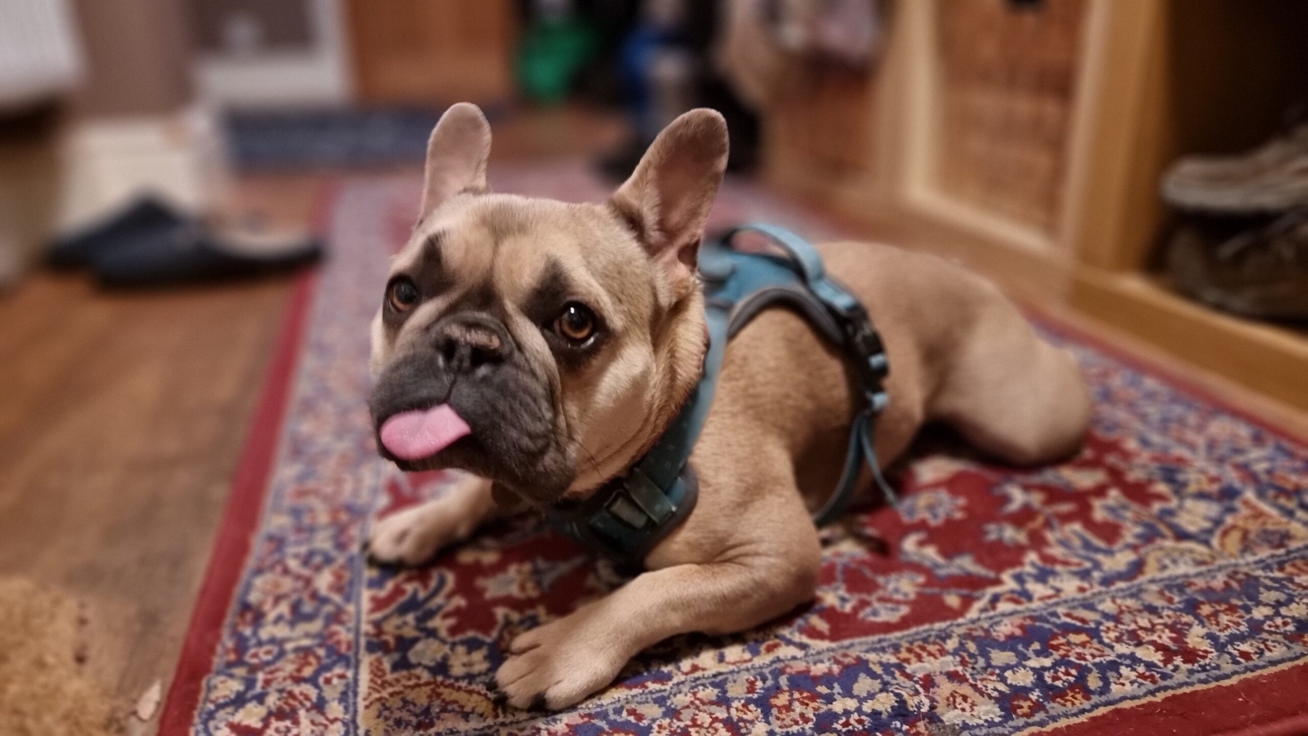 Full image of A French Bulldog wearing a harness lies on a rug in a hallway. Her tongue is sticking out.