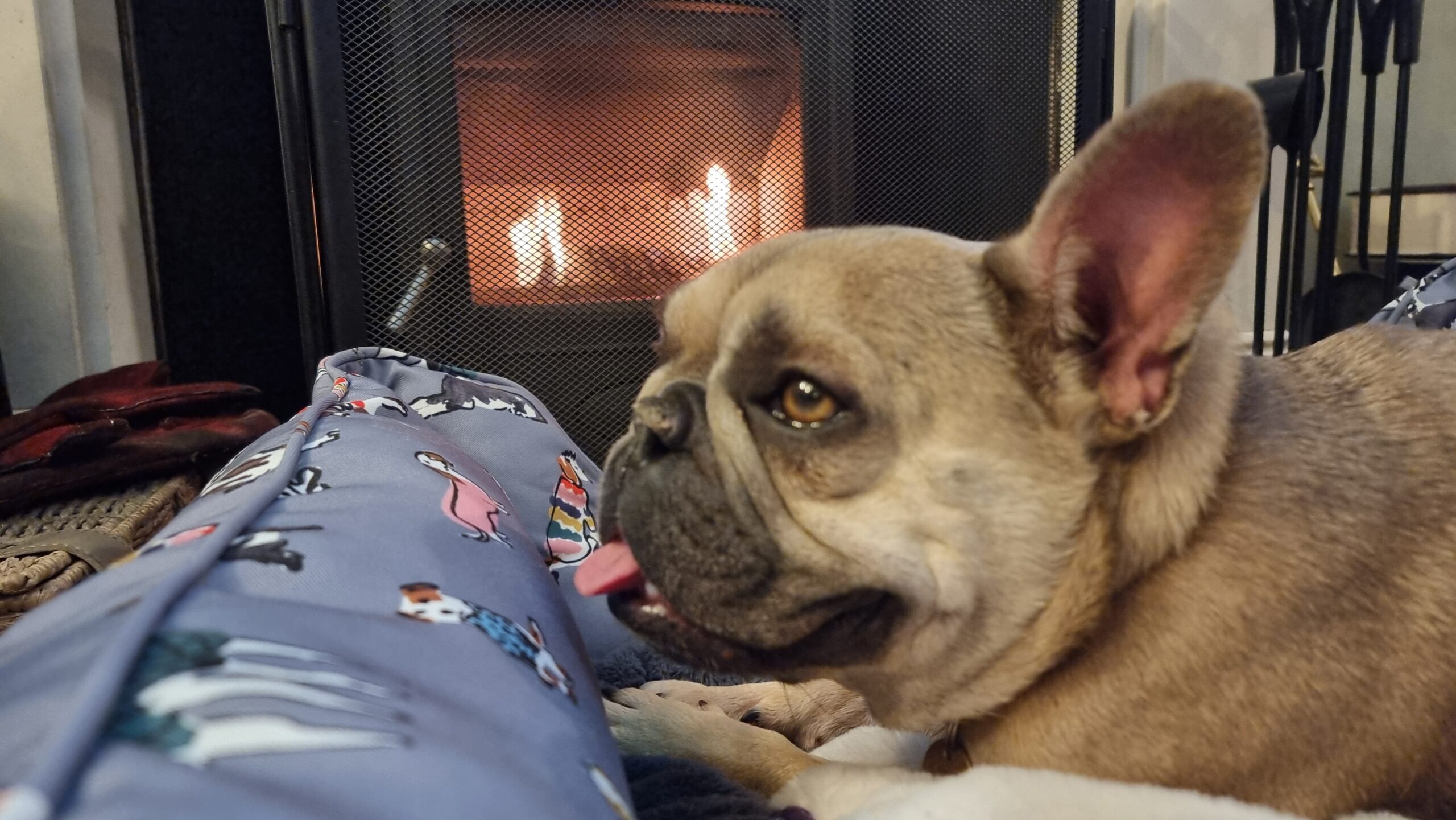 Full image of A French Bulldog lies on a soft bed in front of a lit fireplace. Her tongue sticks out from her contented face.