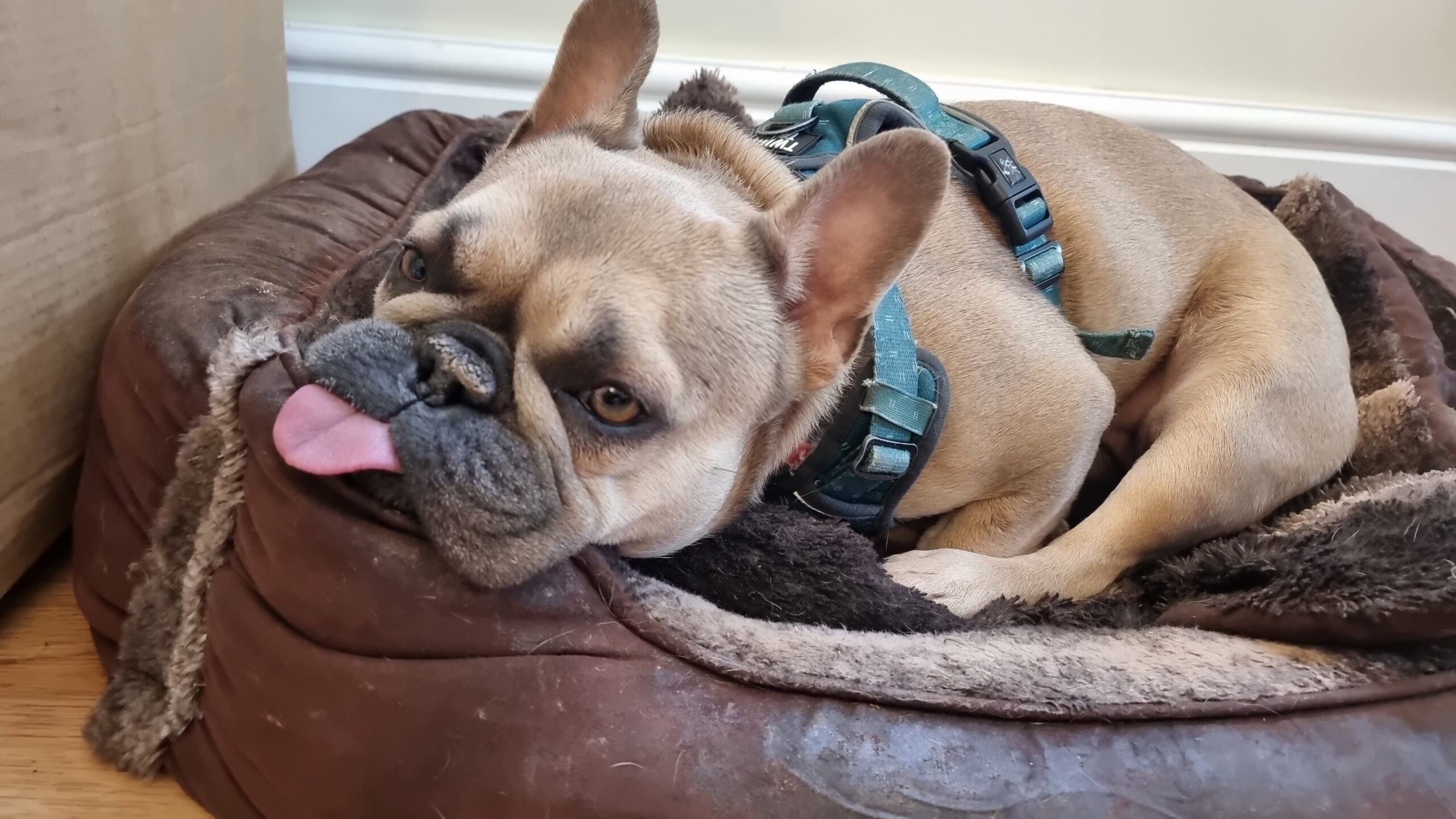 Full image of A French Bulldog in a dog bed, her legs tucked beneath her, her face on the rim of the cushion, her tongue almost-entirely out.