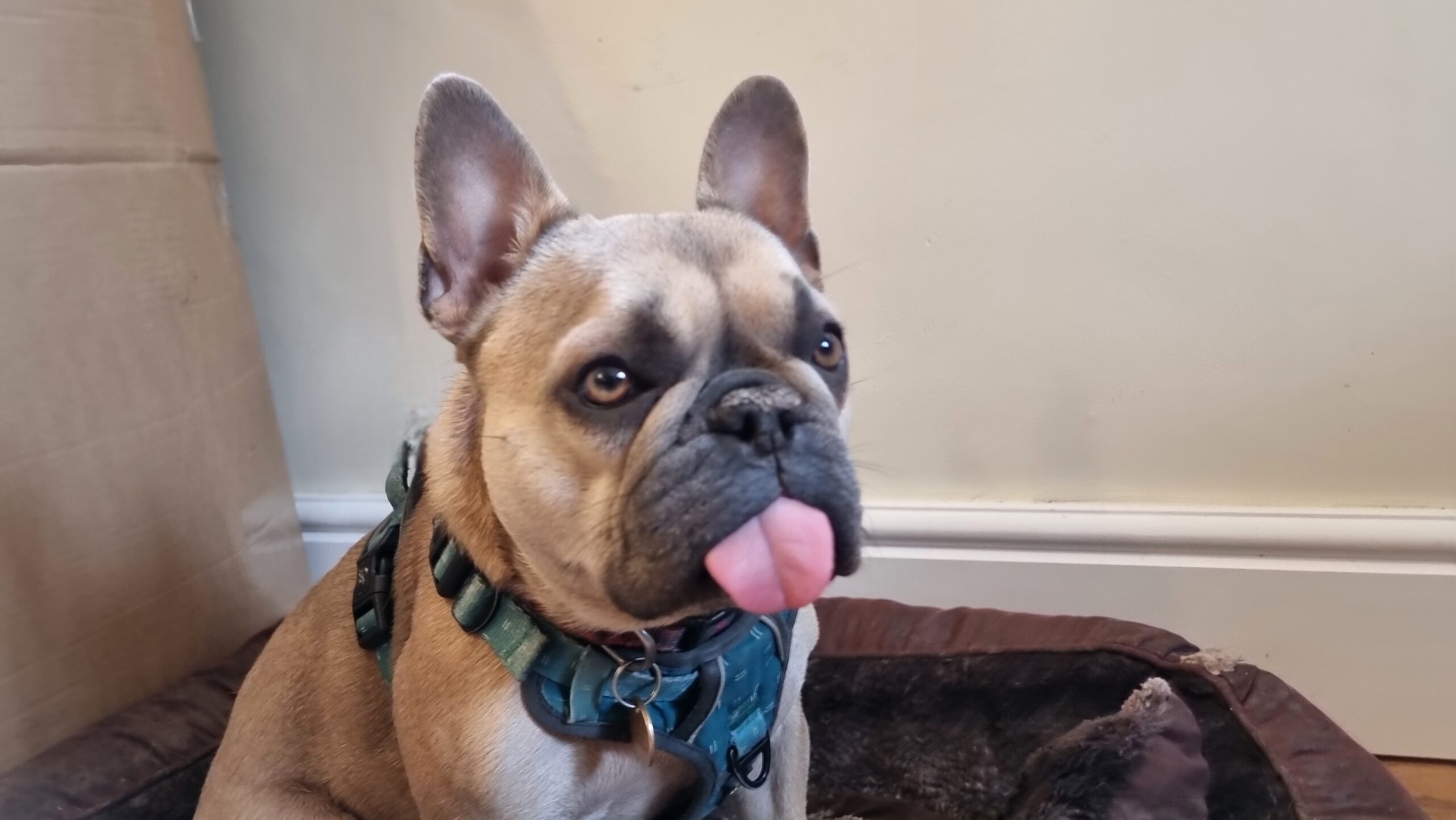 Full image of A French Bulldog sits in a corner, looking alert, with her tongue sticking out.