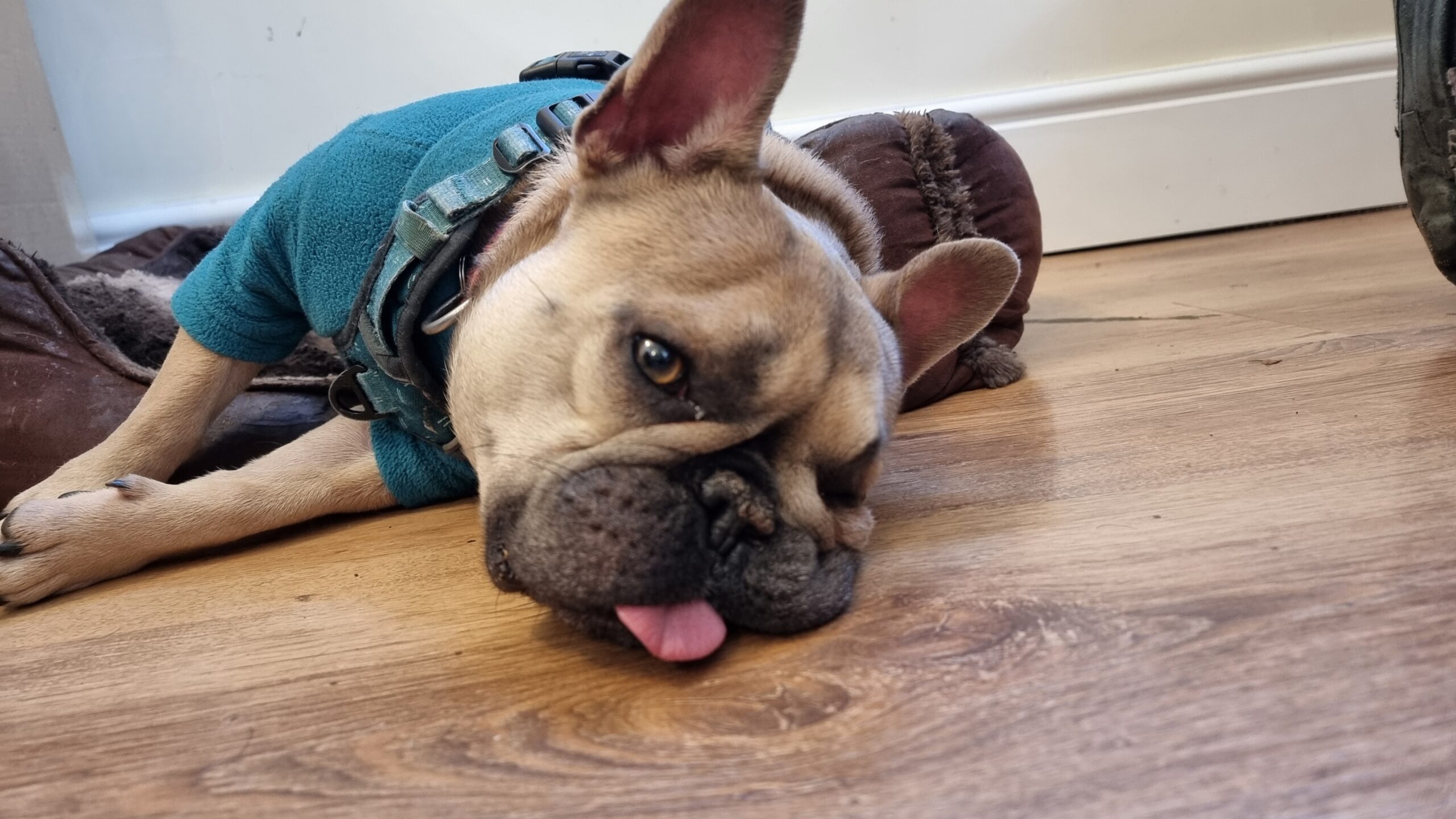 Full image of A French Bulldog lies on her side, half-in and half-out of a basket, her face resting on its side on the floor with her tongue sticking out.