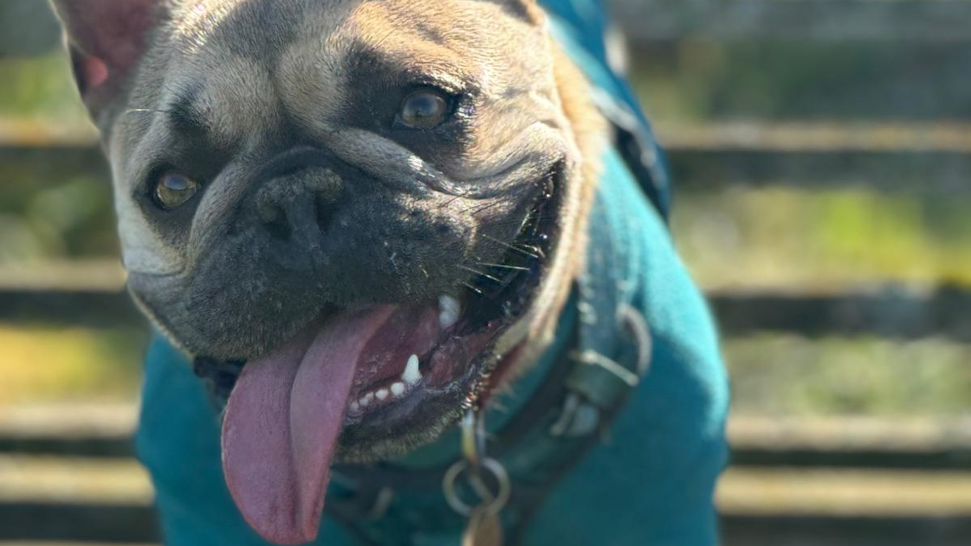 Full image of Close-up of a French bulldog, her tongue hanging completely out and her head cocked to the side, as she stands on a park bench.