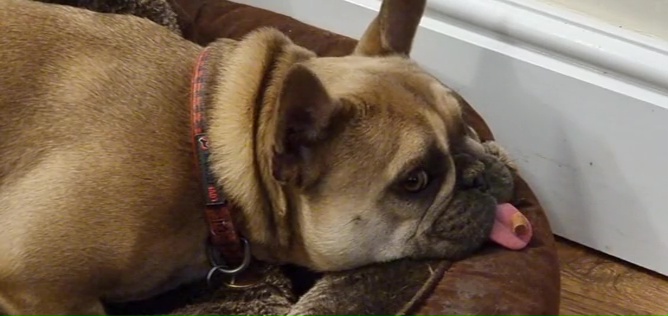 A French Bulldog with her tongue sticking out; a dog treat is balanced on her tongue.