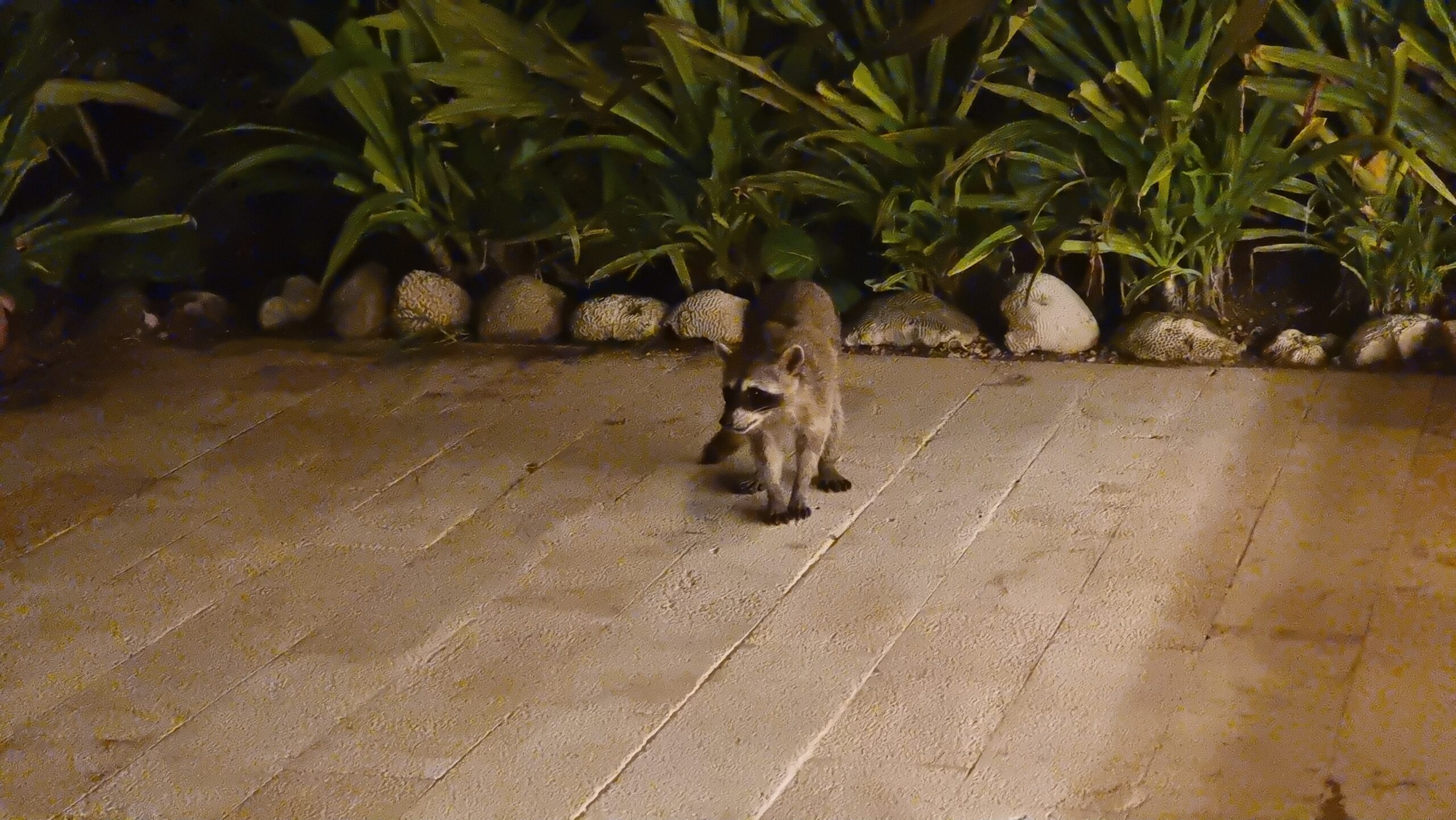 Full image of A slender long-tailed racoon stands on wooden decking in front of lush tropical vegetation.