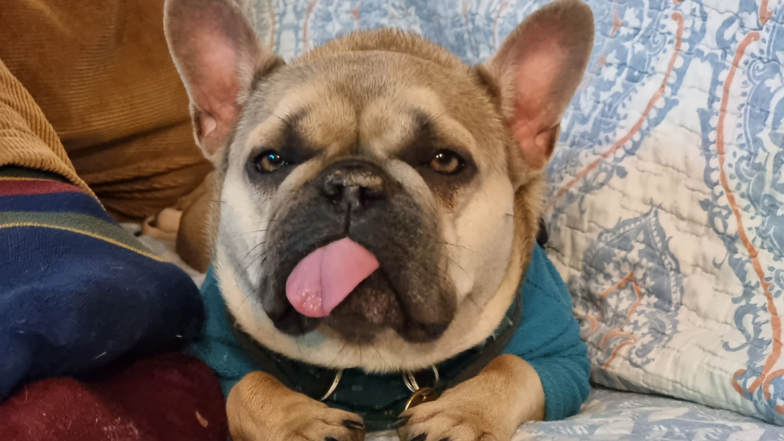 Full image of French Bulldog with her tongue sticking out.