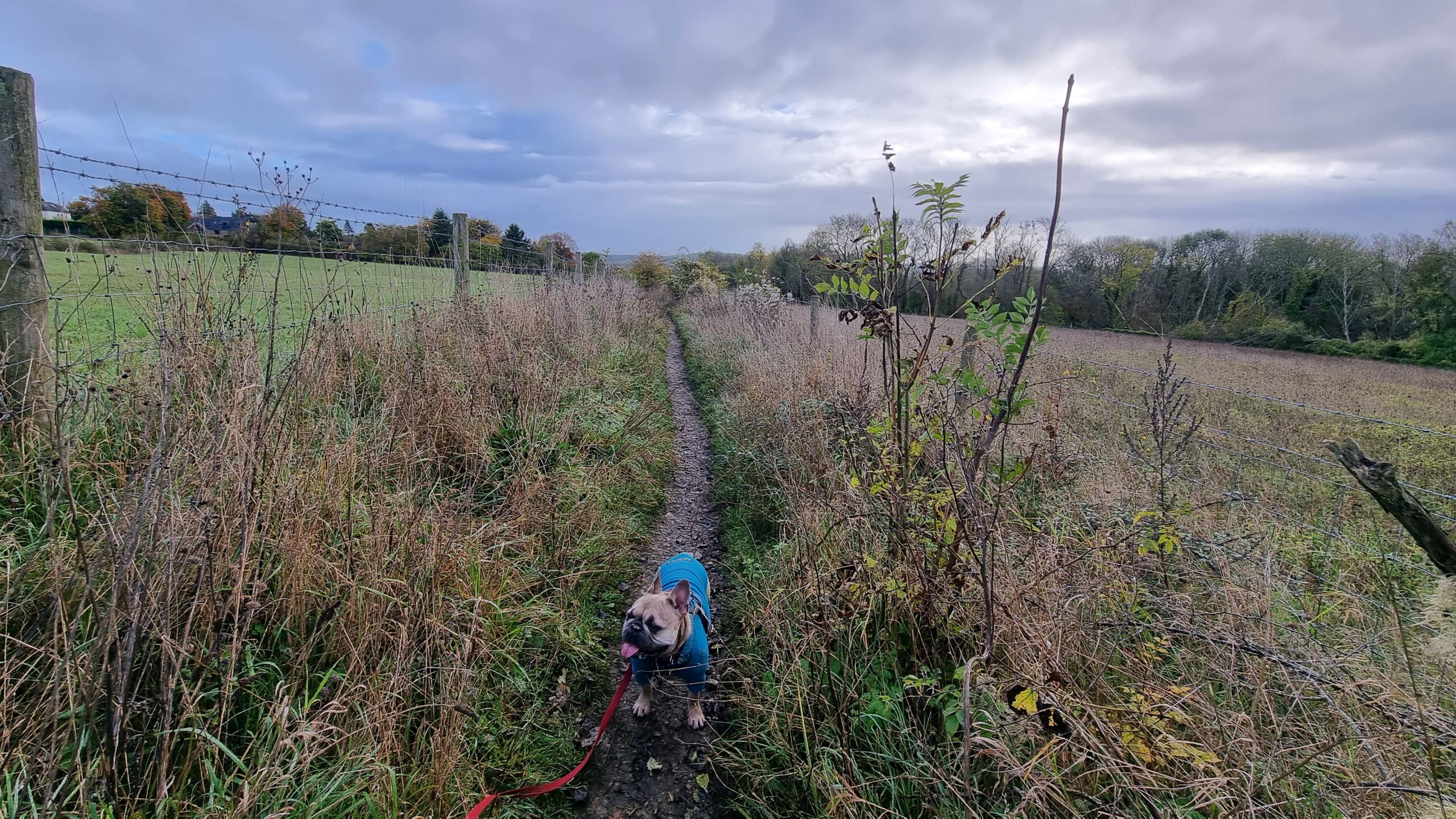 Full image of A French Bulldog stands derpily on a muddy footpath between fields, under blue-grey skies.