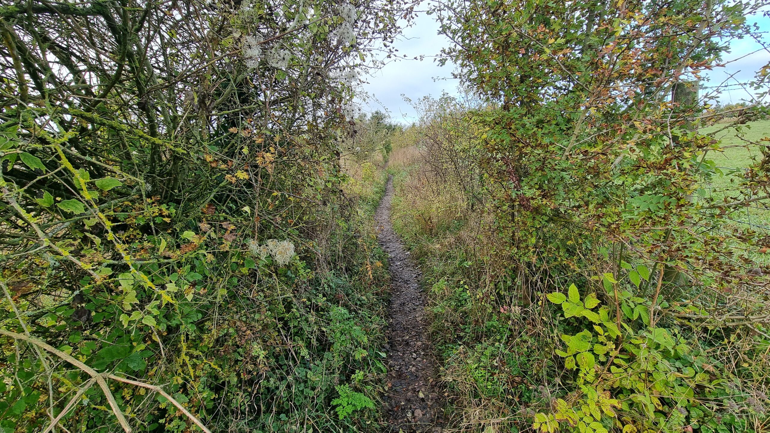 Full image of A footpath vanishes between fields, flanked by wild bushes.