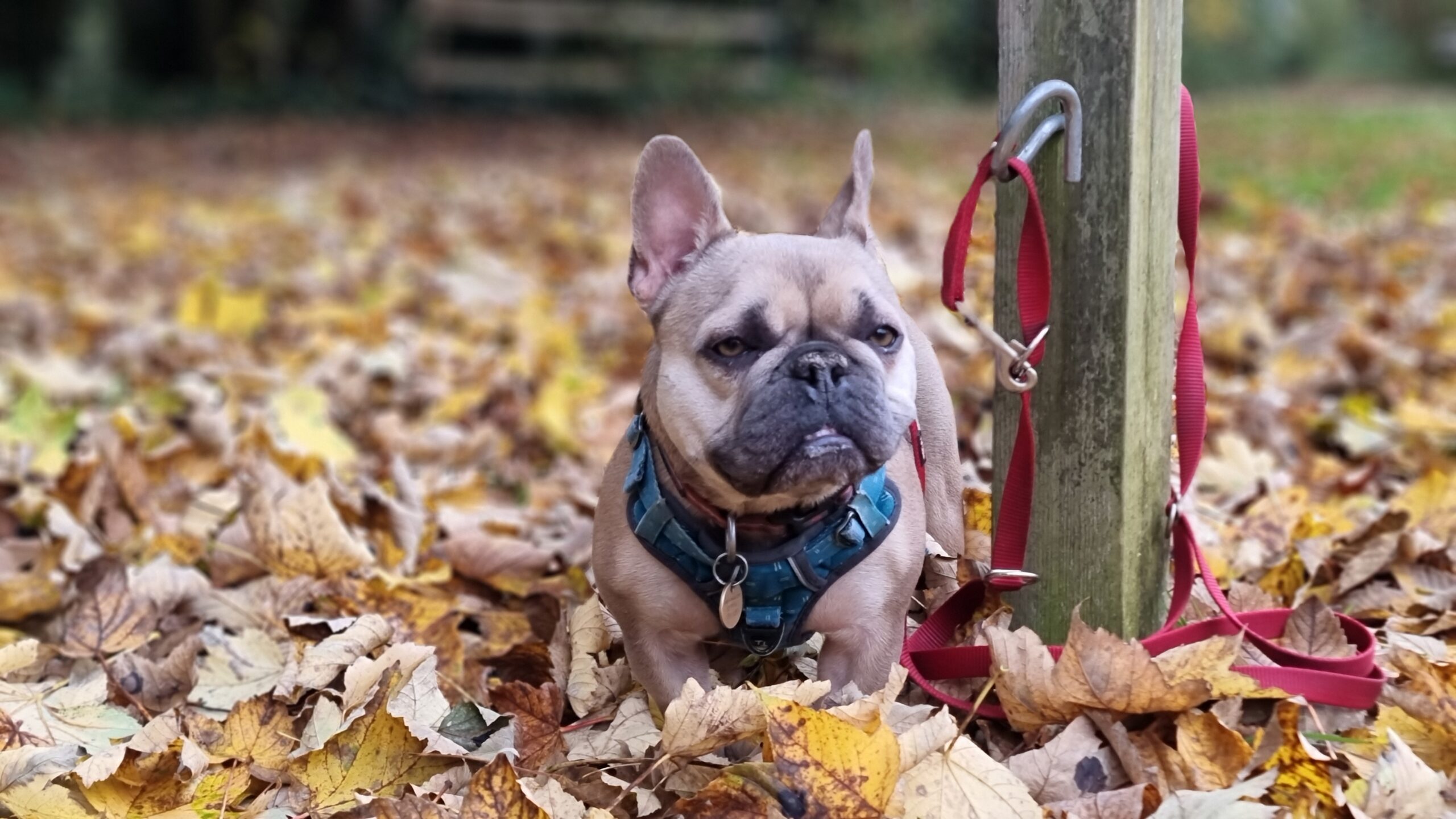 Full image of A champagne-coloured French Bulldog stands patiently alongside a post to which her lead is tied. With her short stature she's about knee-deep in Autumn leaf litter.