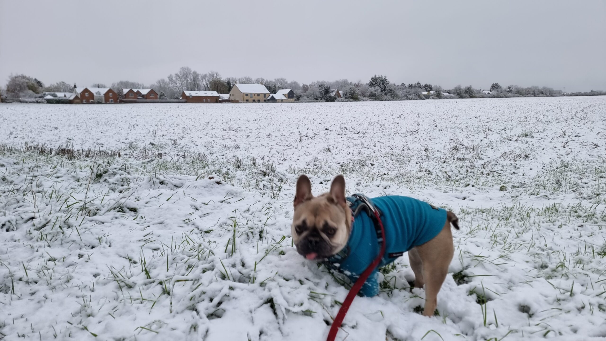 Full image of A champagne coloured French Bulldog wearing a teal jumper stands at the edge of a snow-covered field.