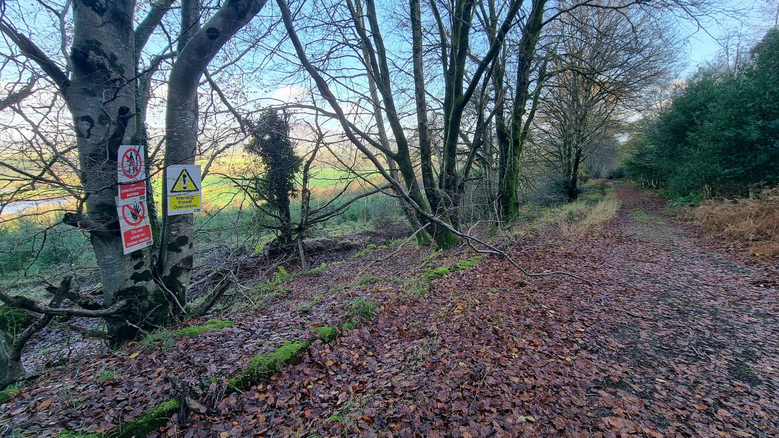 Full image of A fenced-off area full of newly-planted pine trees sits just off the side of a forest trail.