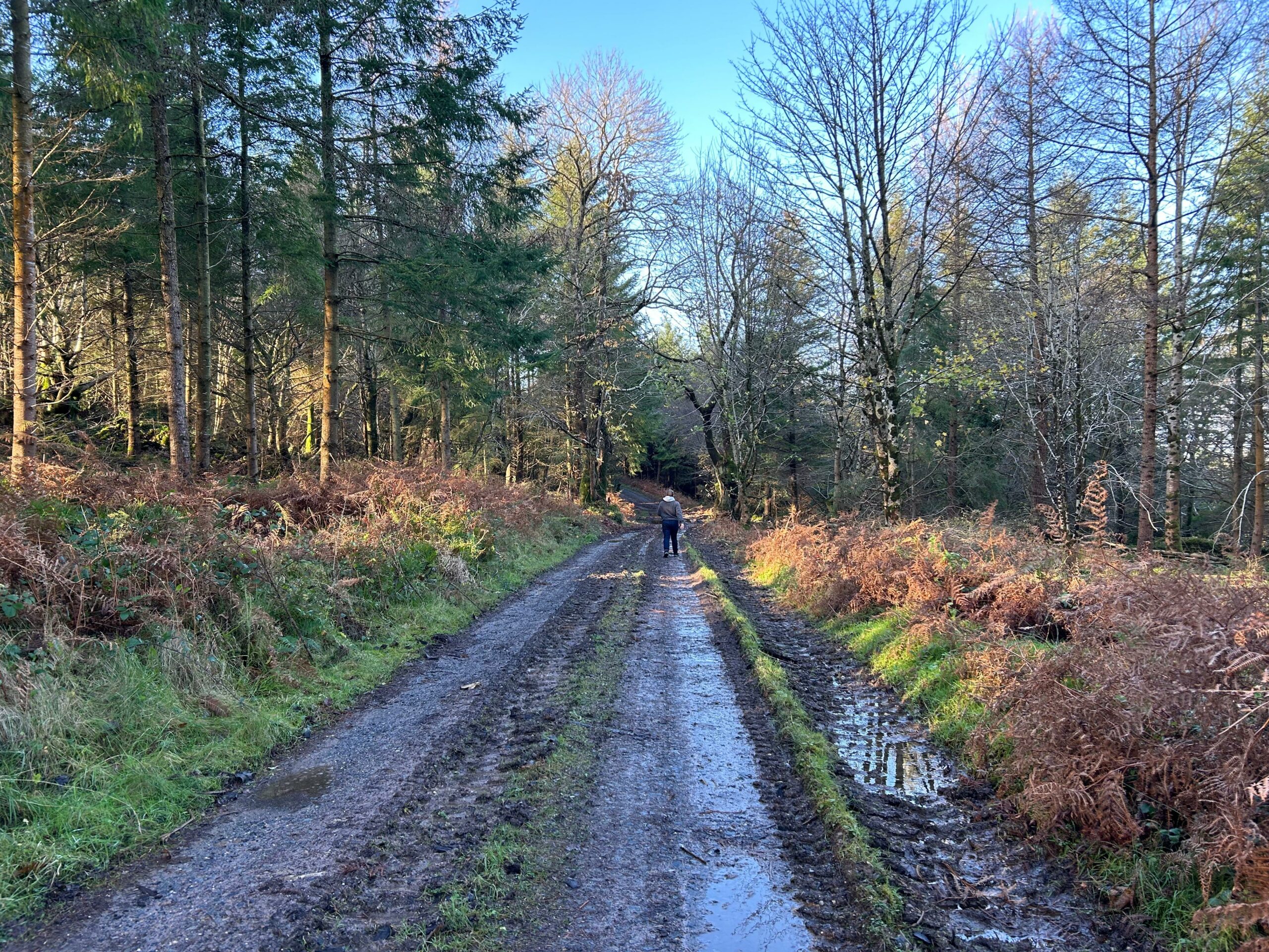 Full image of Dan walks ahead on a wide, muddy forest trail.