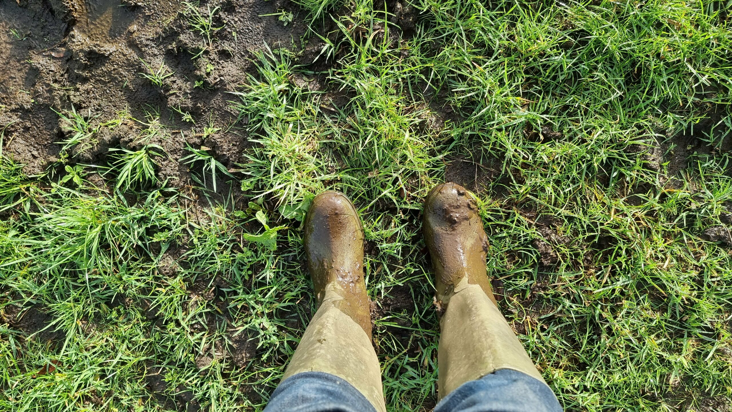 Full image of Muddy wellies, as seen by the person wearing them.