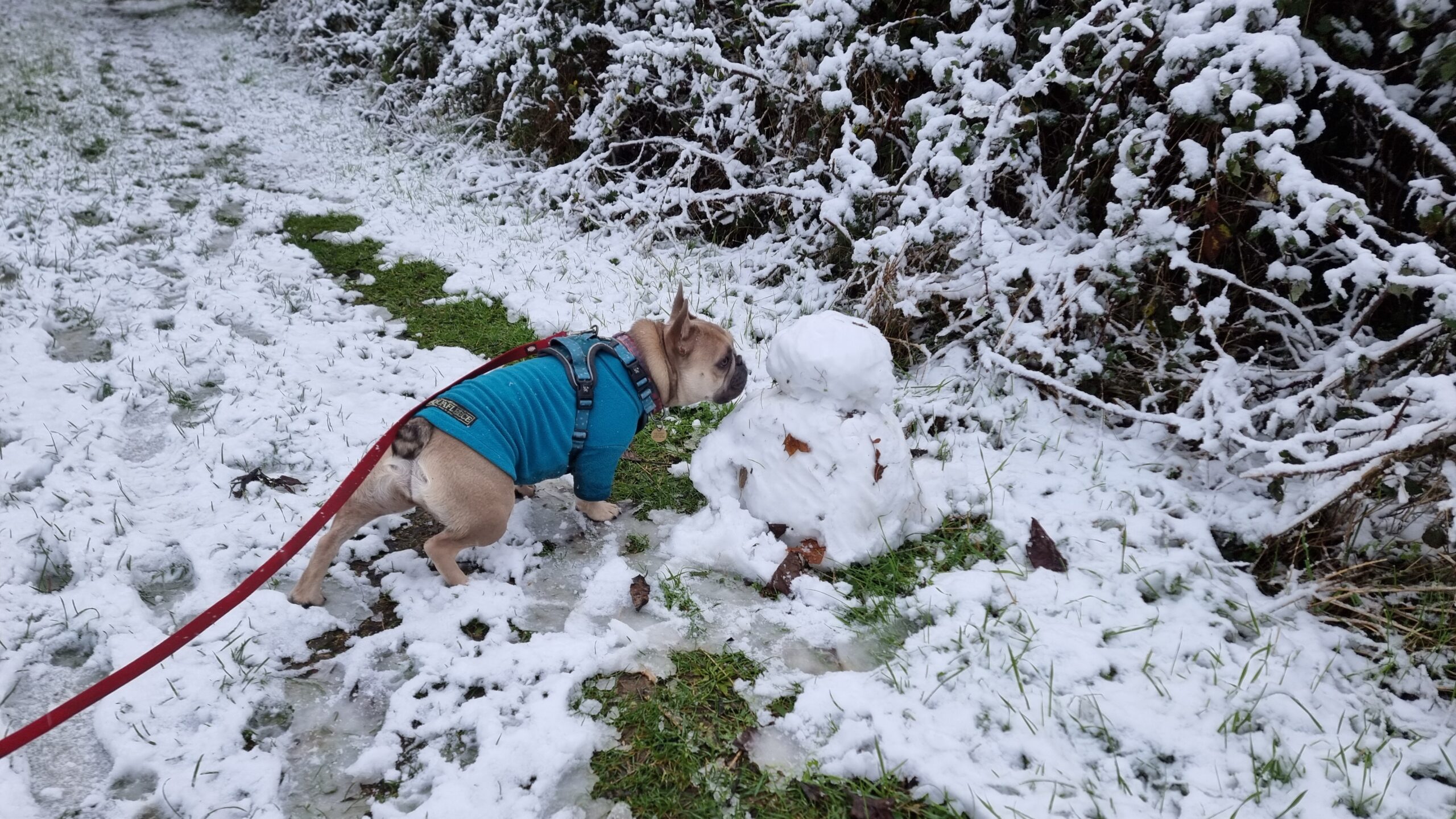 Full image of A champagne-coloured French Bulldog wearing a teal jumper leans hard to sniff at (while avoiding getting too close to) a small snowman about the same size as her, on a footpath mostly covered with snow (except for a patch from which the snowman's materials were clearly extracted).