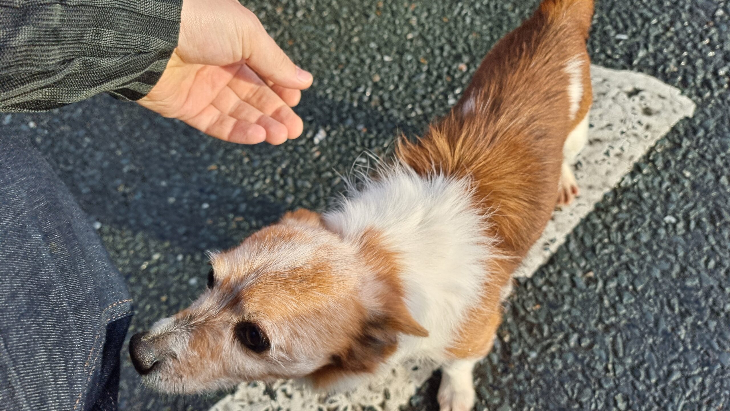 Full image of Random dog we met along the way.