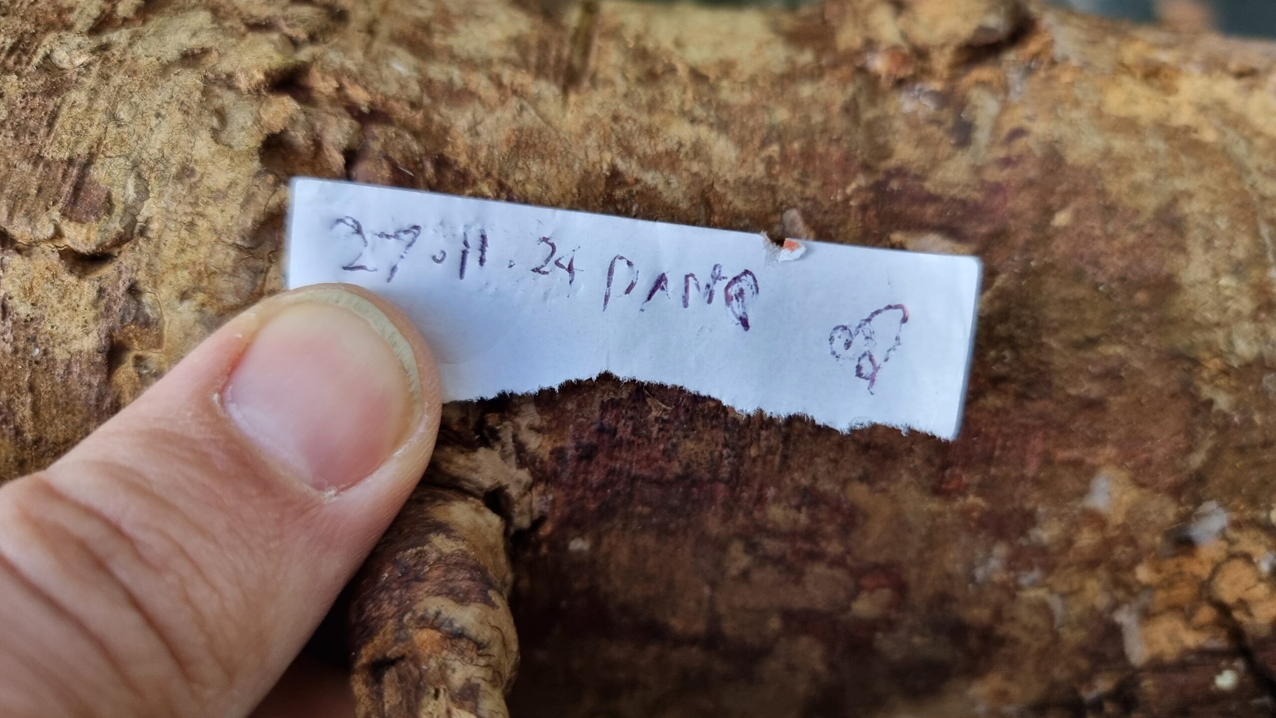 Full image of Dan's name and today's date scrawled on a torn-off piece of a bus ticket, atop of log.