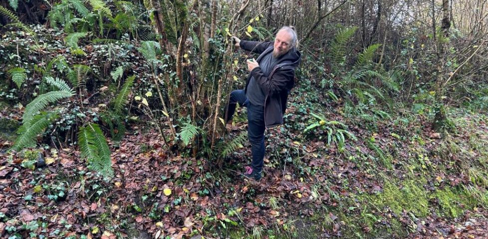 Dan, part-way up the embankment of the side of a (former) railway cutting, hangs on to a tree with one hand while he hunts for a geocache with the other.