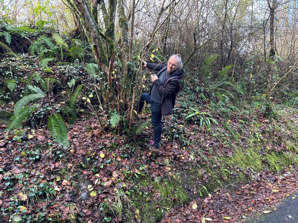 Full image of Dan, part-way up the embankment of the side of a (former) railway cutting, hangs on to a tree with one hand while he hunts for a geocache with the other.