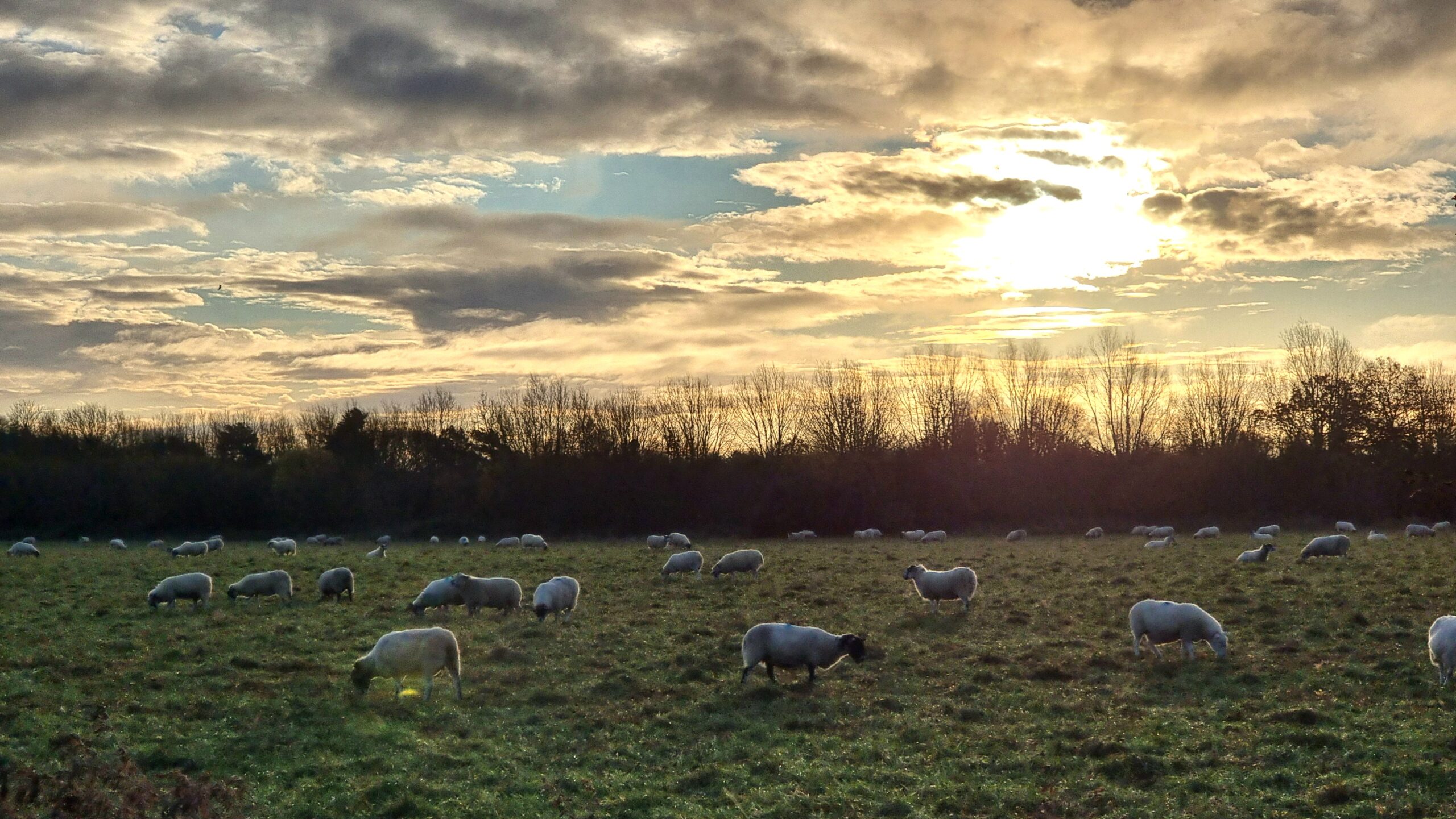 Full image of Warm colours break through scattered clouds from a winter sunrise over sheep grazing in a scrubby pasture.