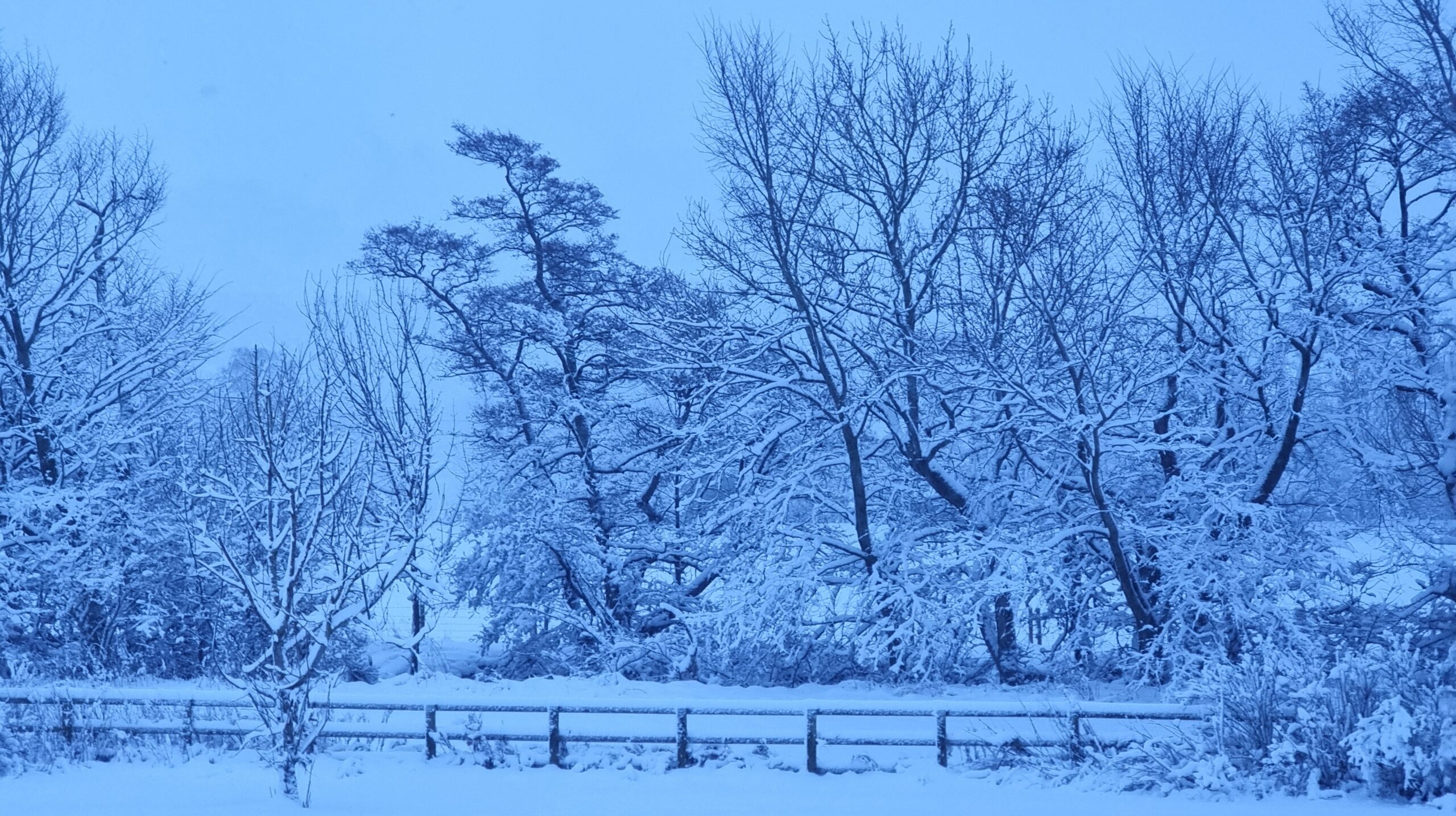 Full image of Snow- covered meadow, uh a fence running through it, with snowy winter woods beyond.