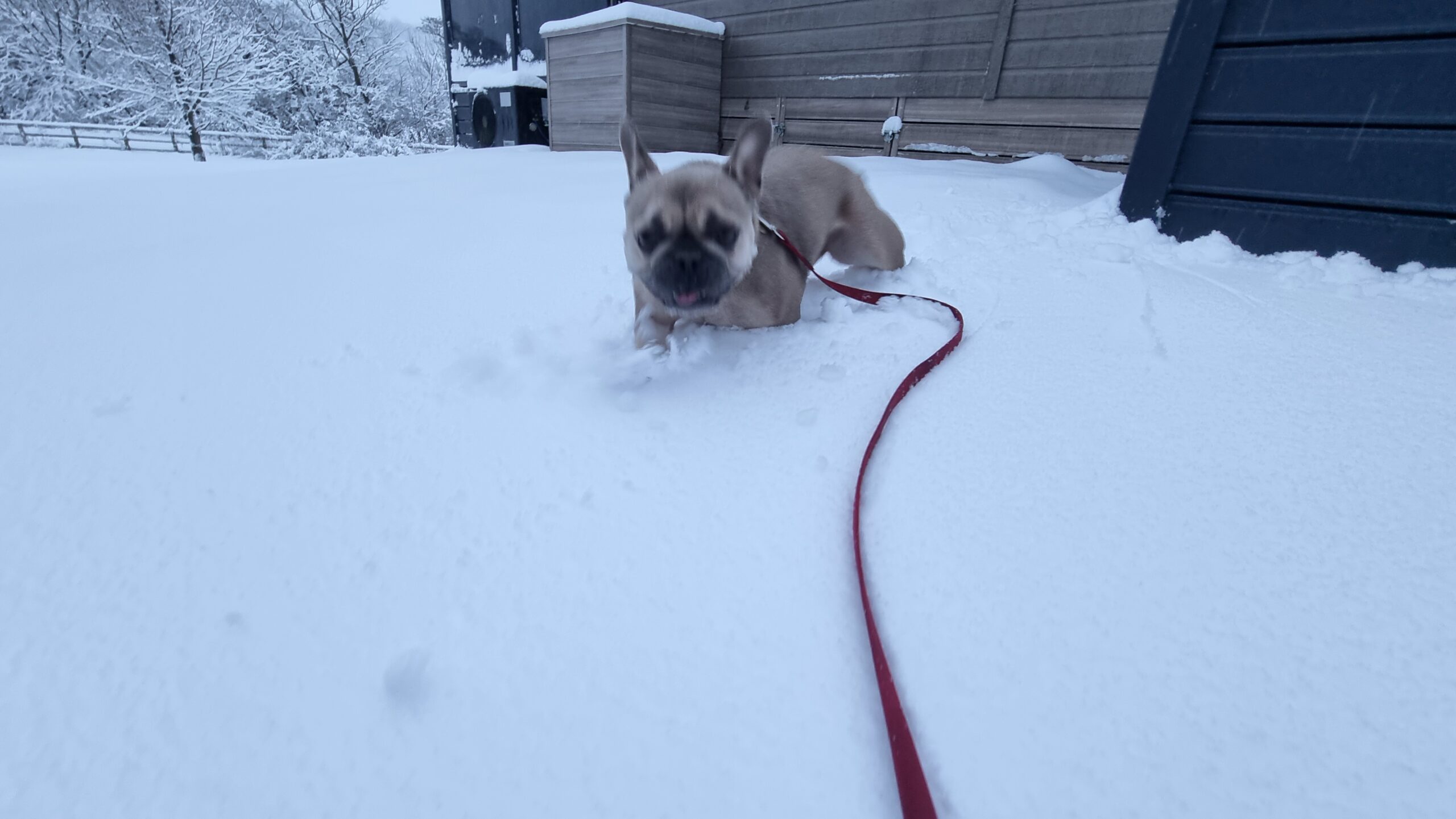 Full image of A French Bulldog up to the top of her legs in deep snow.