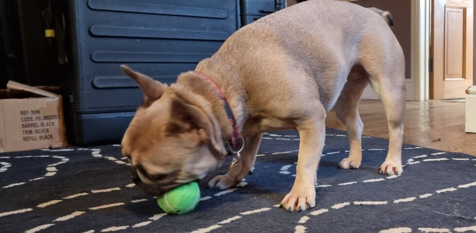 A champagne-coloured French Bulldog on a black-and-white rug, indoors, stands while chewing a lime green tennis ball.