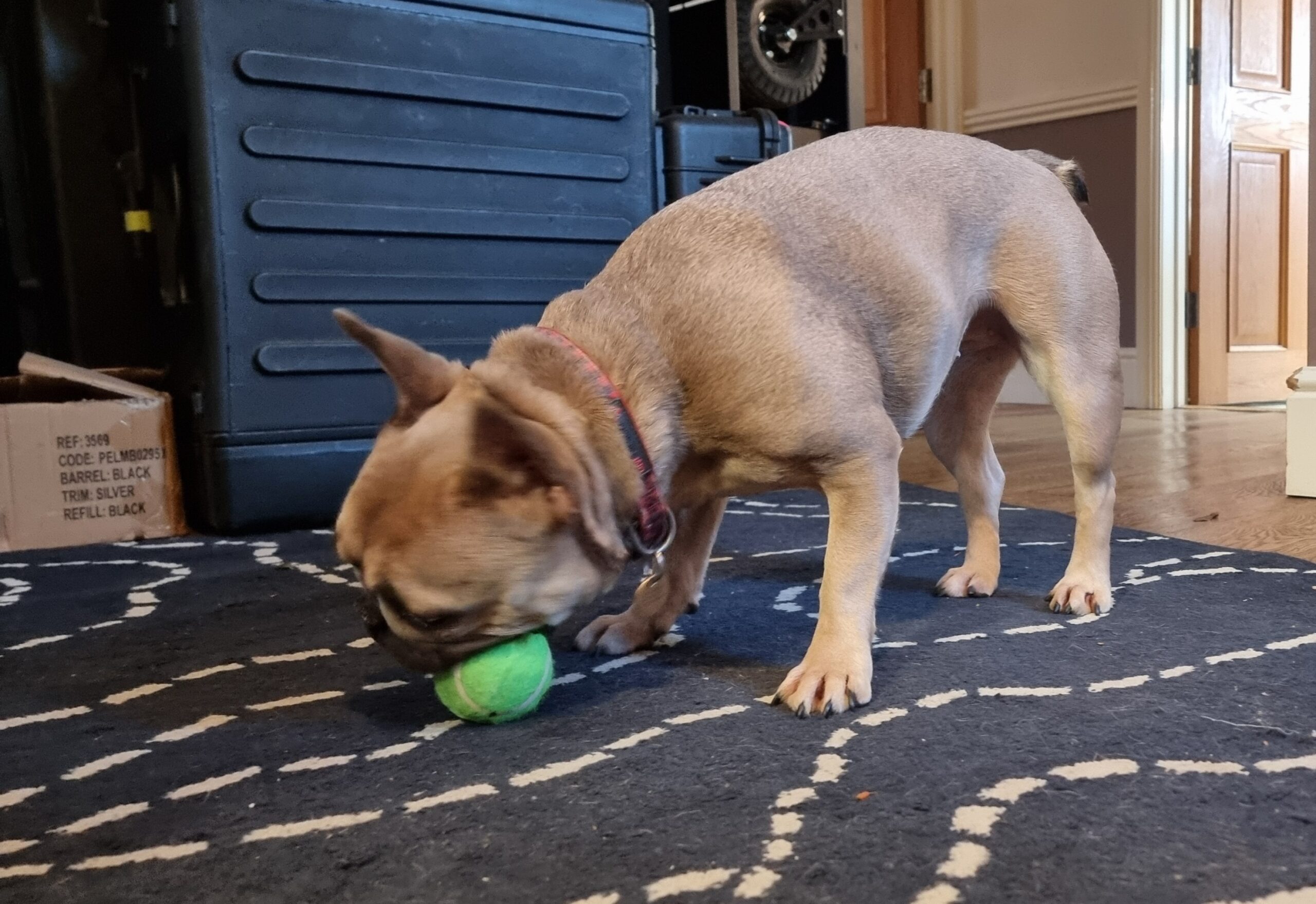 Full image of A champagne-coloured French Bulldog on a black-and-white rug, indoors, stands while chewing a lime green tennis ball.