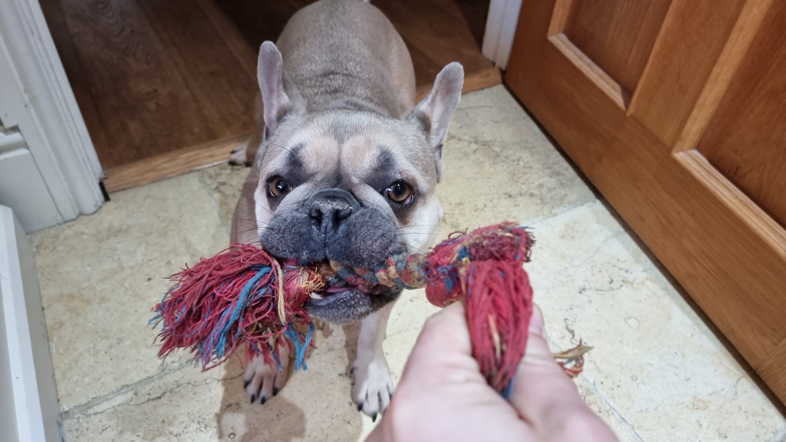 Full image of A champagne-coloured French Bulldog in a doorway, on a tiled floor, holds a braided rope; a human hand barely holds the other end.
