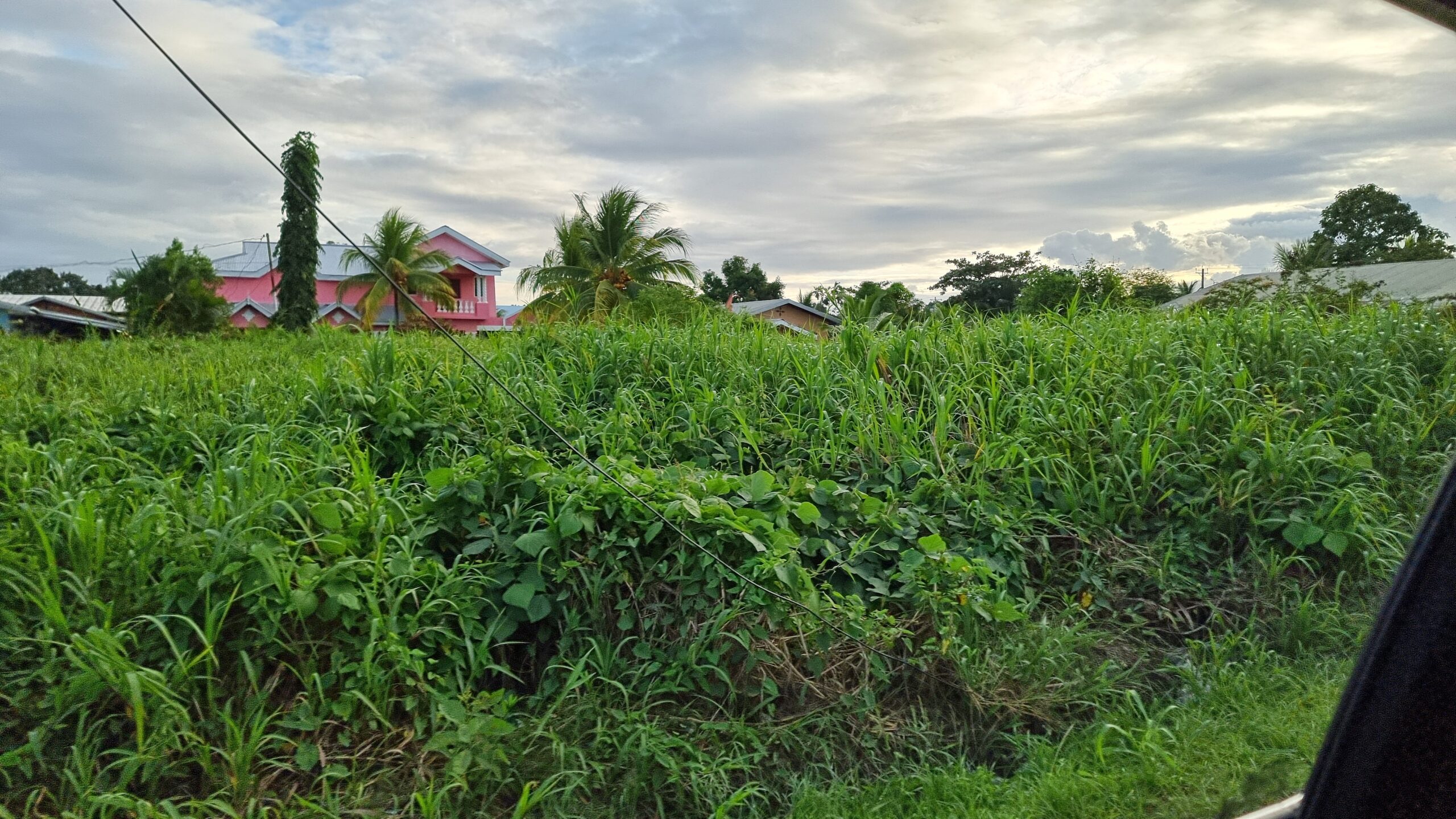 Full image of A mess of uncontrolled tropical plants between houses.