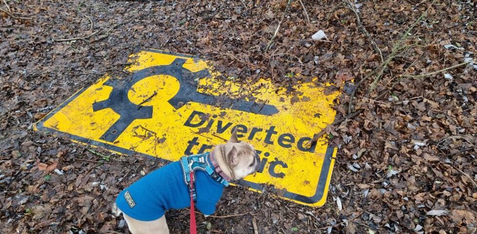 A French Bulldog in a teal jumper stands near a diverted traffic sign, half-buried in leaf litter.