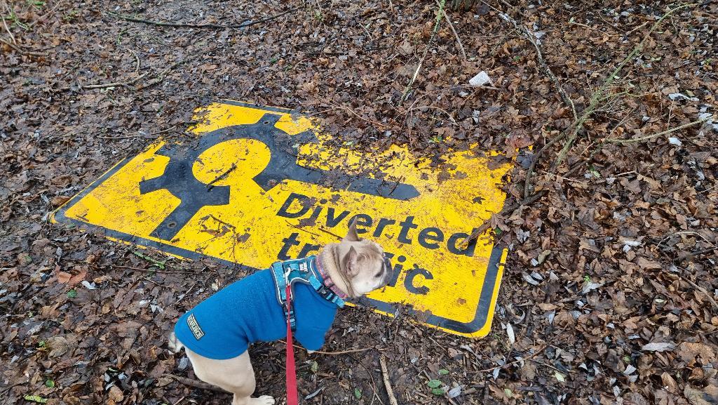Full image of A French Bulldog in a teal jumper stands near a diverted traffic sign, half-buried in leaf litter.