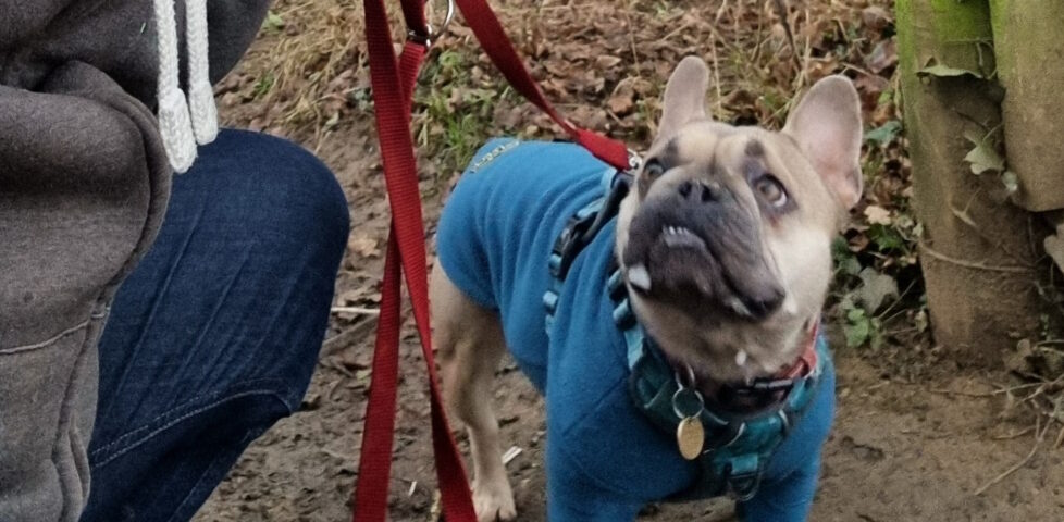 A French Bulldog wearing a teal jacket looks up at her owner, off-camera.