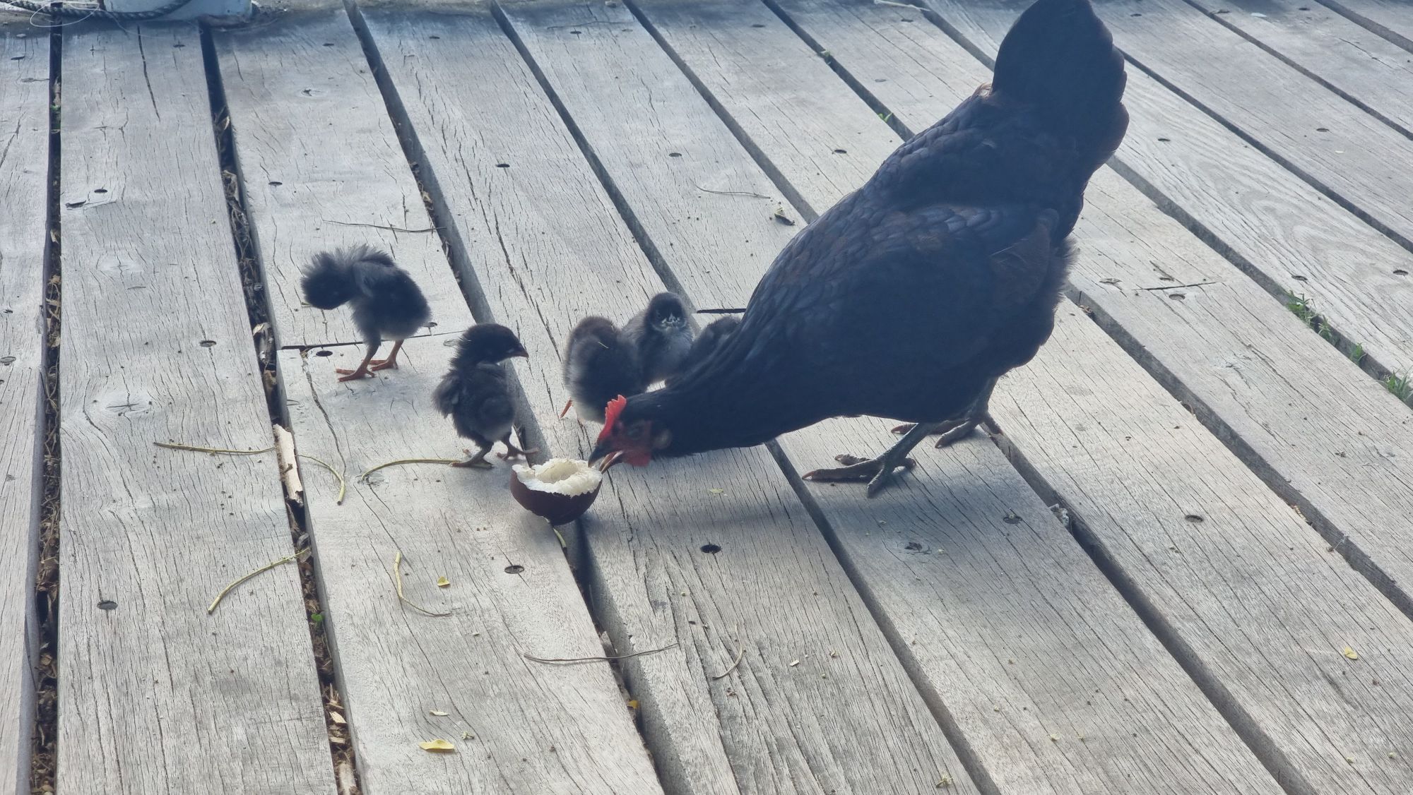 Full image of A black chicken and her four young chicks stand on a boardwalk and peck at the tail end of a coconut.
