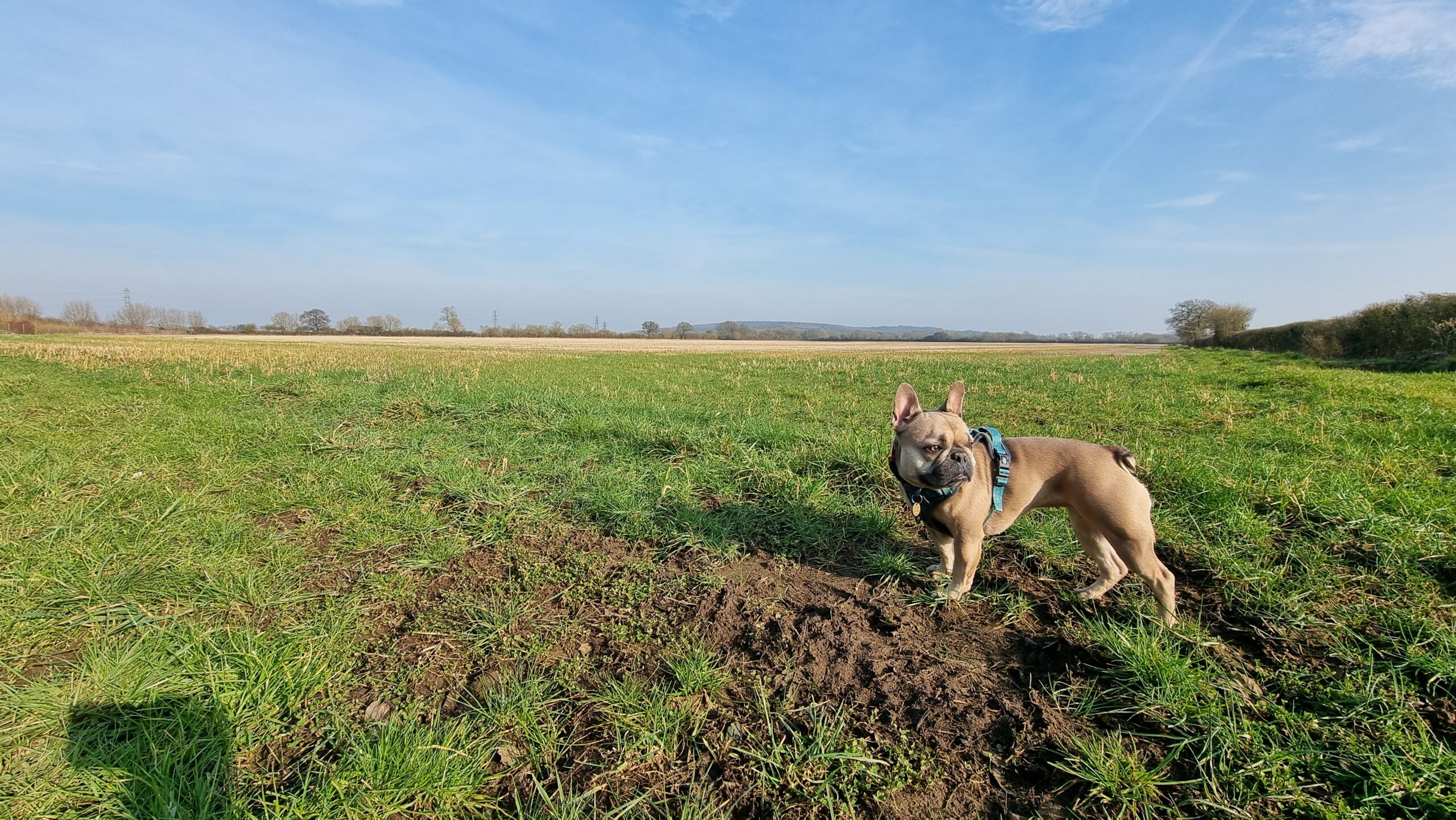 Full image of A French Bulldog in a harness but no lead stands in front of a empty field, under bright blue skies with sparse clouds. Bare wintery trees can be seen in the background, bathed in warm yellow light.