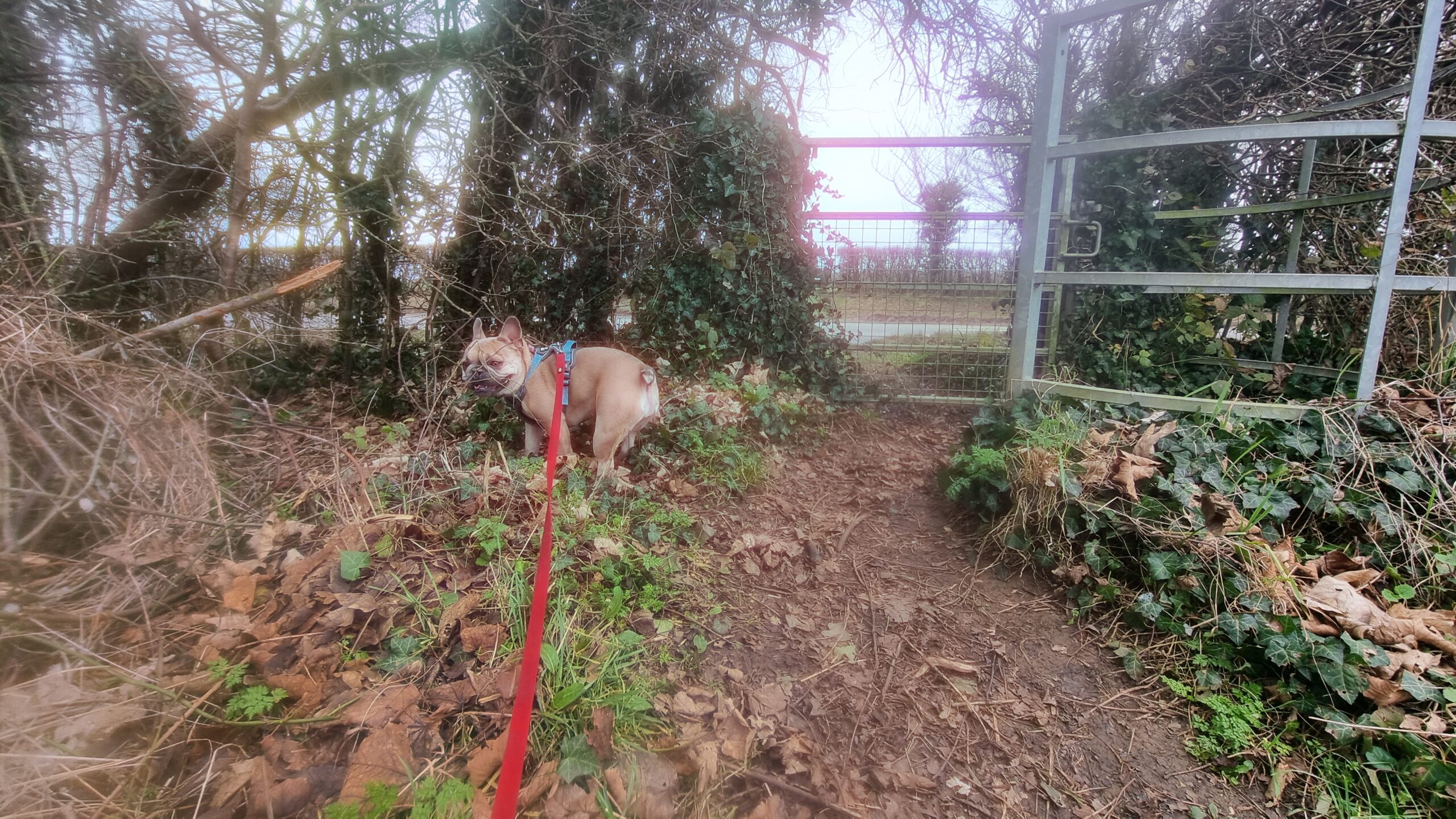 Full image of A French Bulldog at the end of a red lead, near a kissing gate in a hedgrerow.