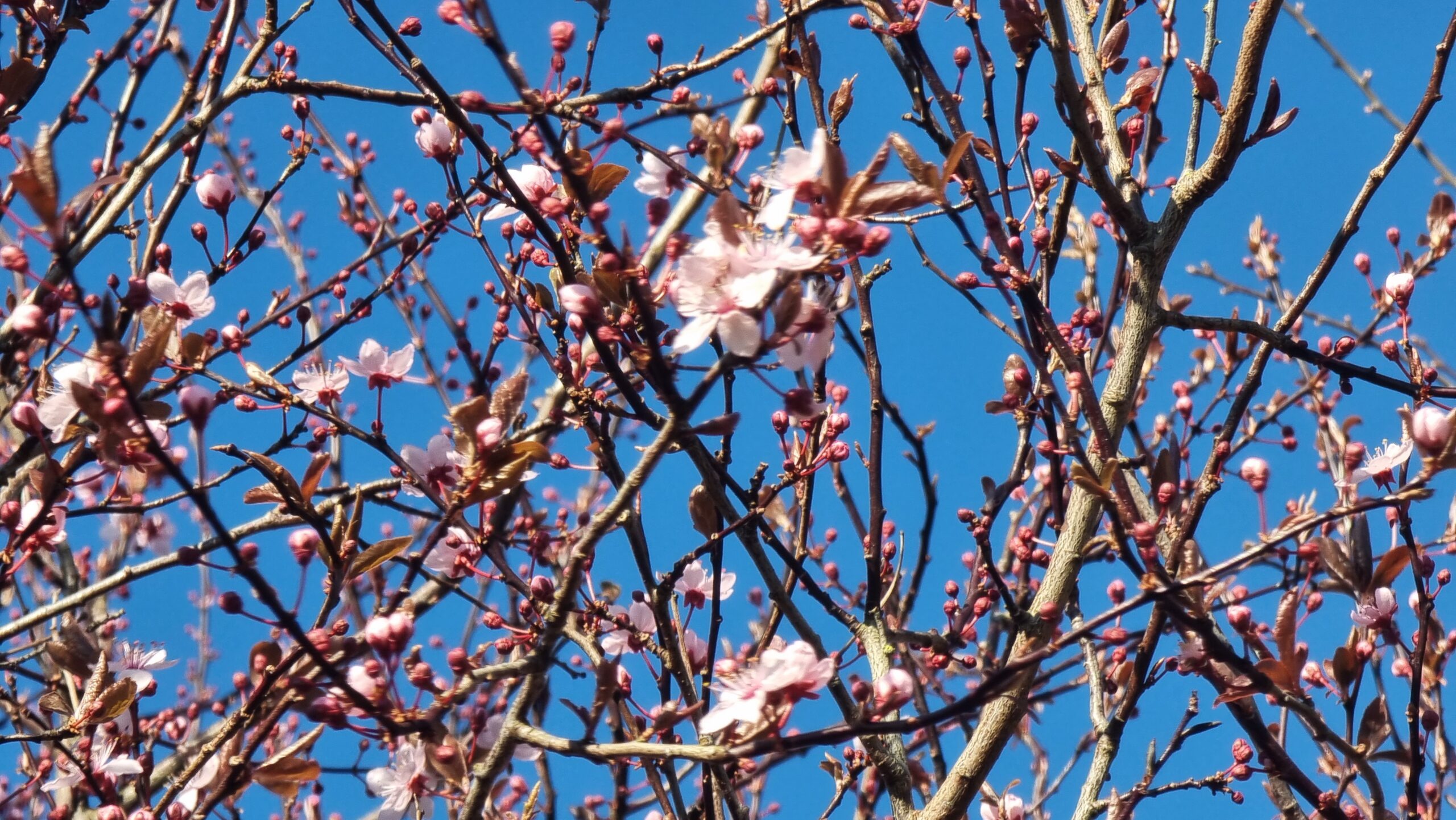 Full image of Barely-opened cherry blossom buds against a vibrant blue sky.