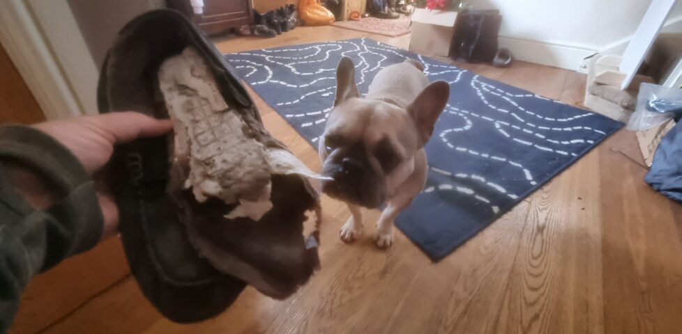 A French Bulldog looks-on guiltily at a hand holding the remains of a pair of slippers that have been thoroughly shredded.