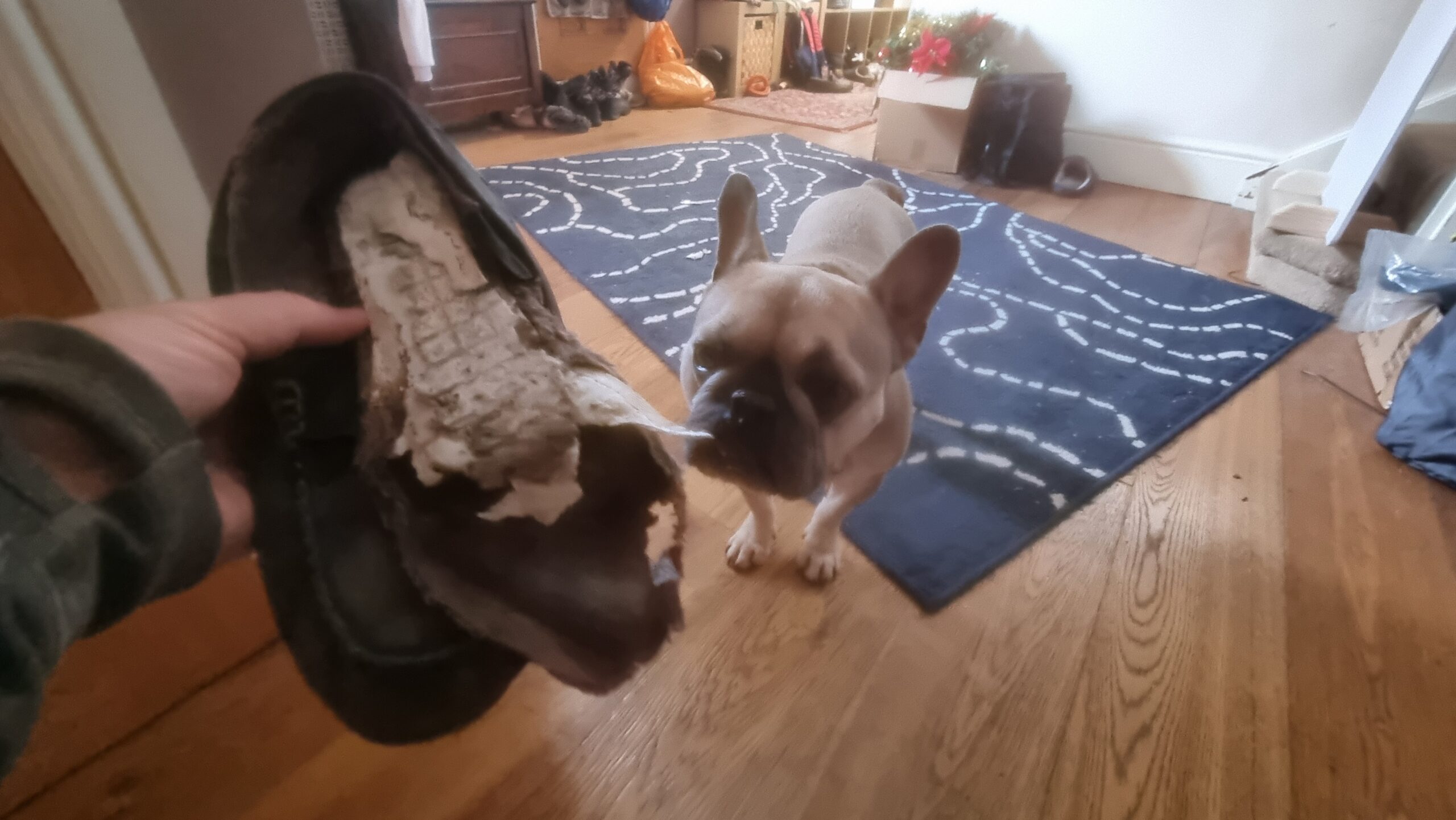 Full image of A French Bulldog looks-on guiltily at a hand holding the remains of a pair of slippers that have been thoroughly shredded.