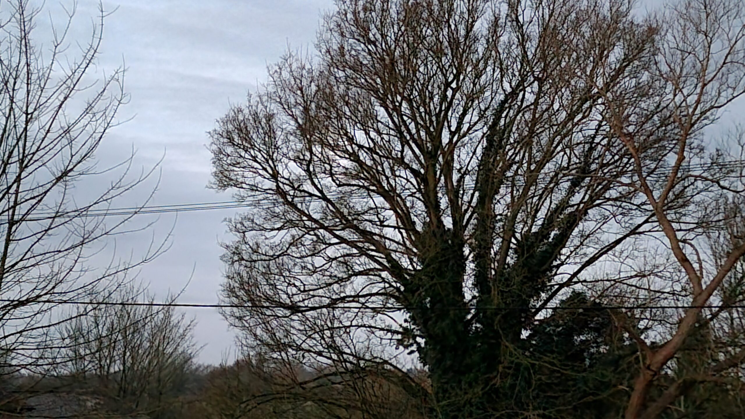 Full image of Early springtime view of bare trees over green-brown fields under a sky dappled with clouds.