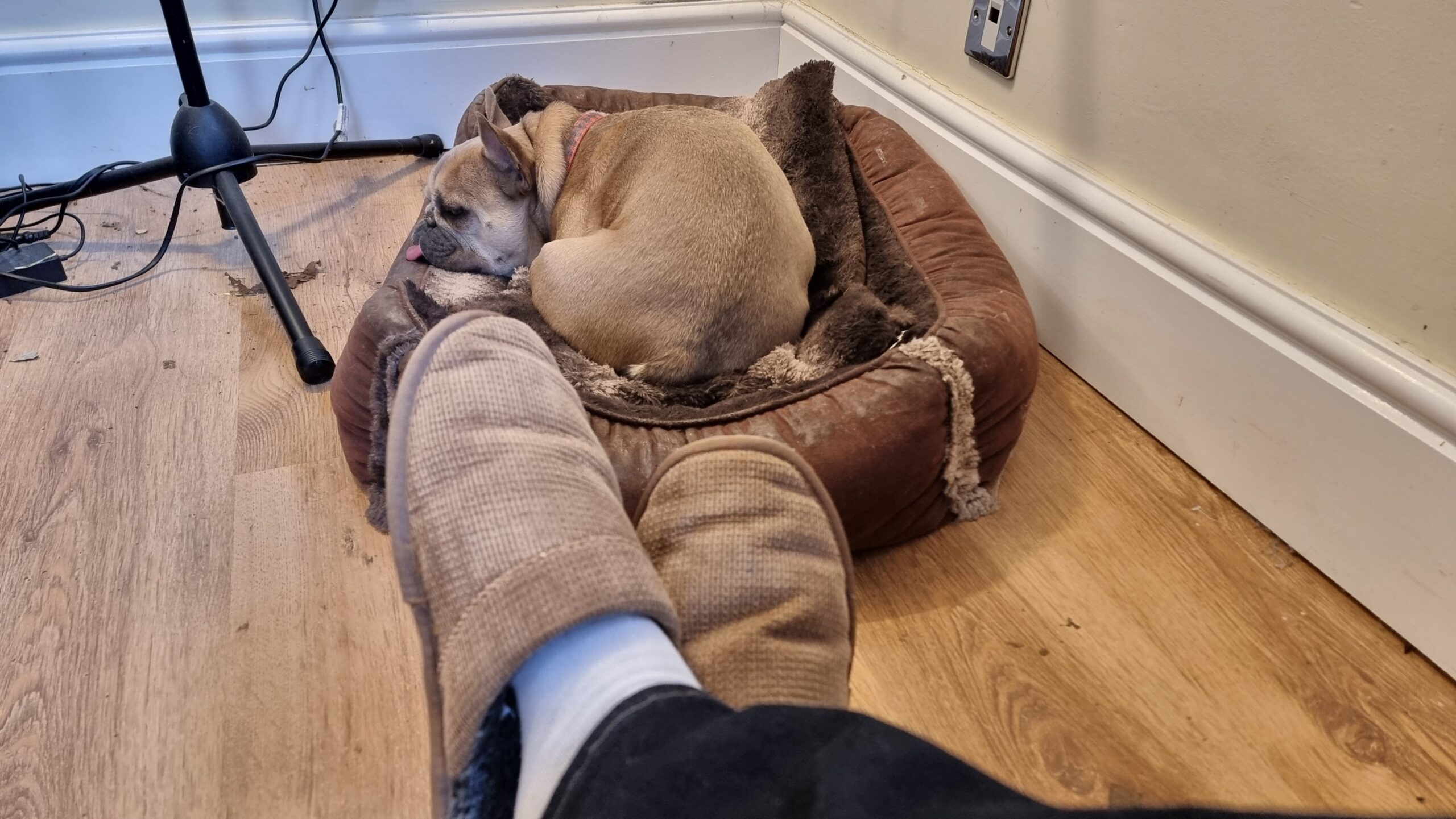 Full image of A pair of brown slippers, being worn, in front of a French bulldog asleep in her basket, her tongue sticking out.