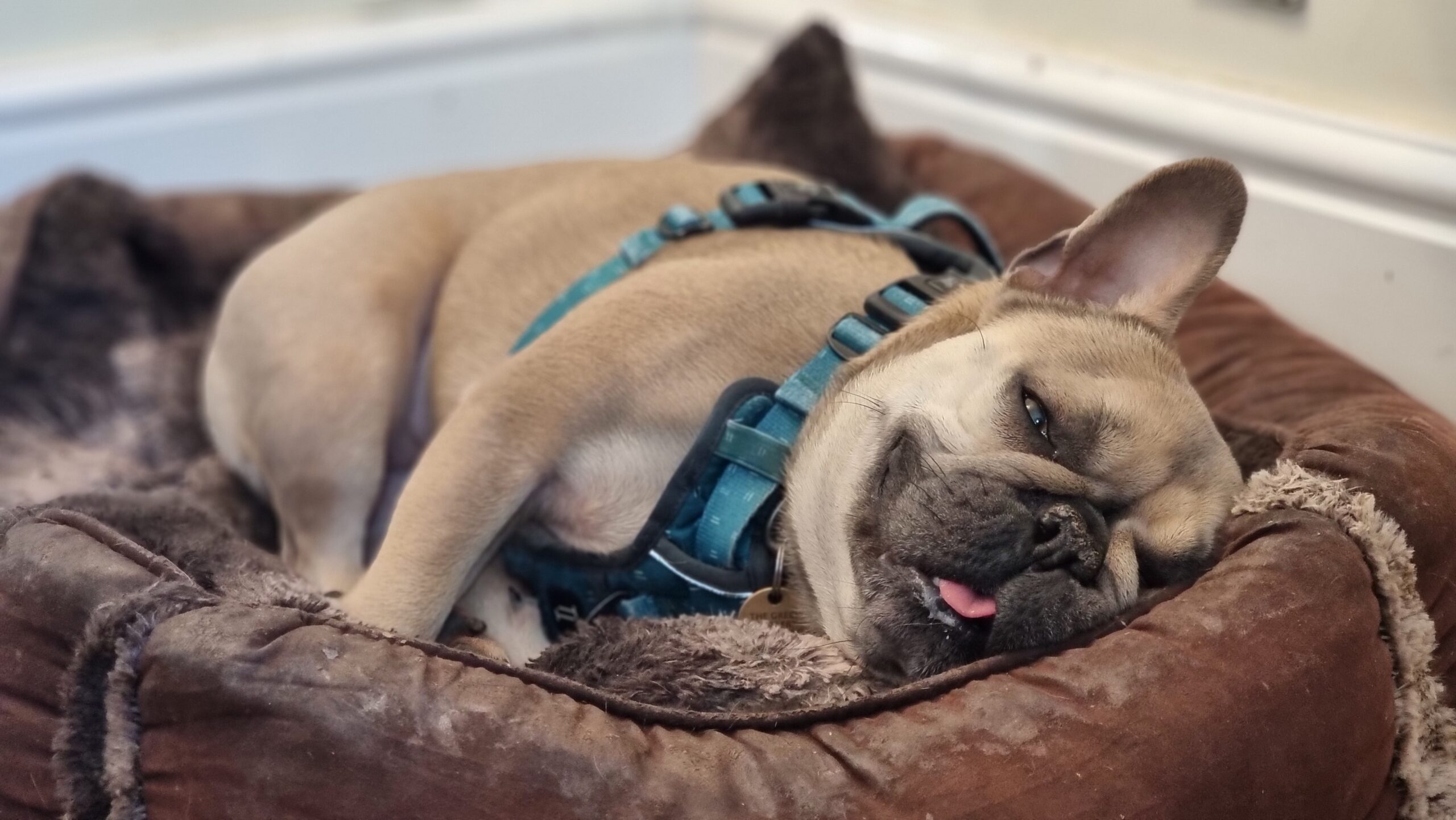 Full image of A sleepy-looking French Bulldog, wearing a harness, lying on her side in a dog basket with her eyes mostly-closed and her tongue mostly-in-her-mouth.
